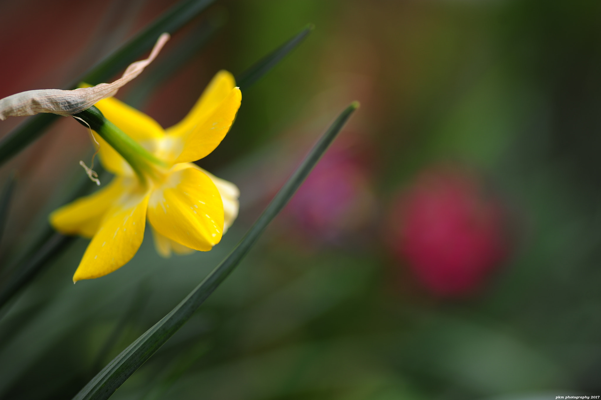 Nikon D700 sample photo. Daffodil photography