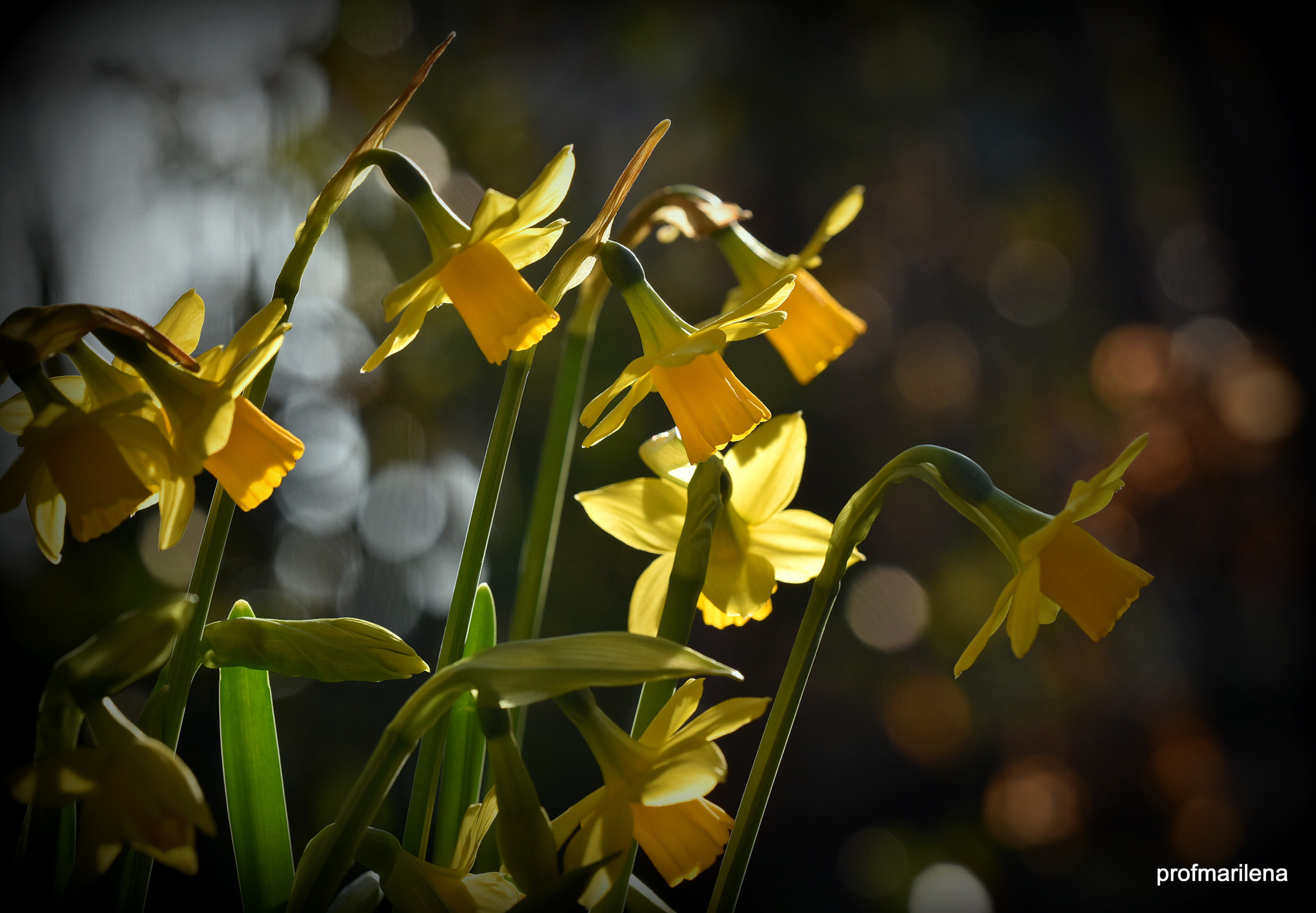 Nikon D810 + Sigma 150mm F2.8 EX DG OS Macro HSM sample photo. Daffodils in my winter garden photography