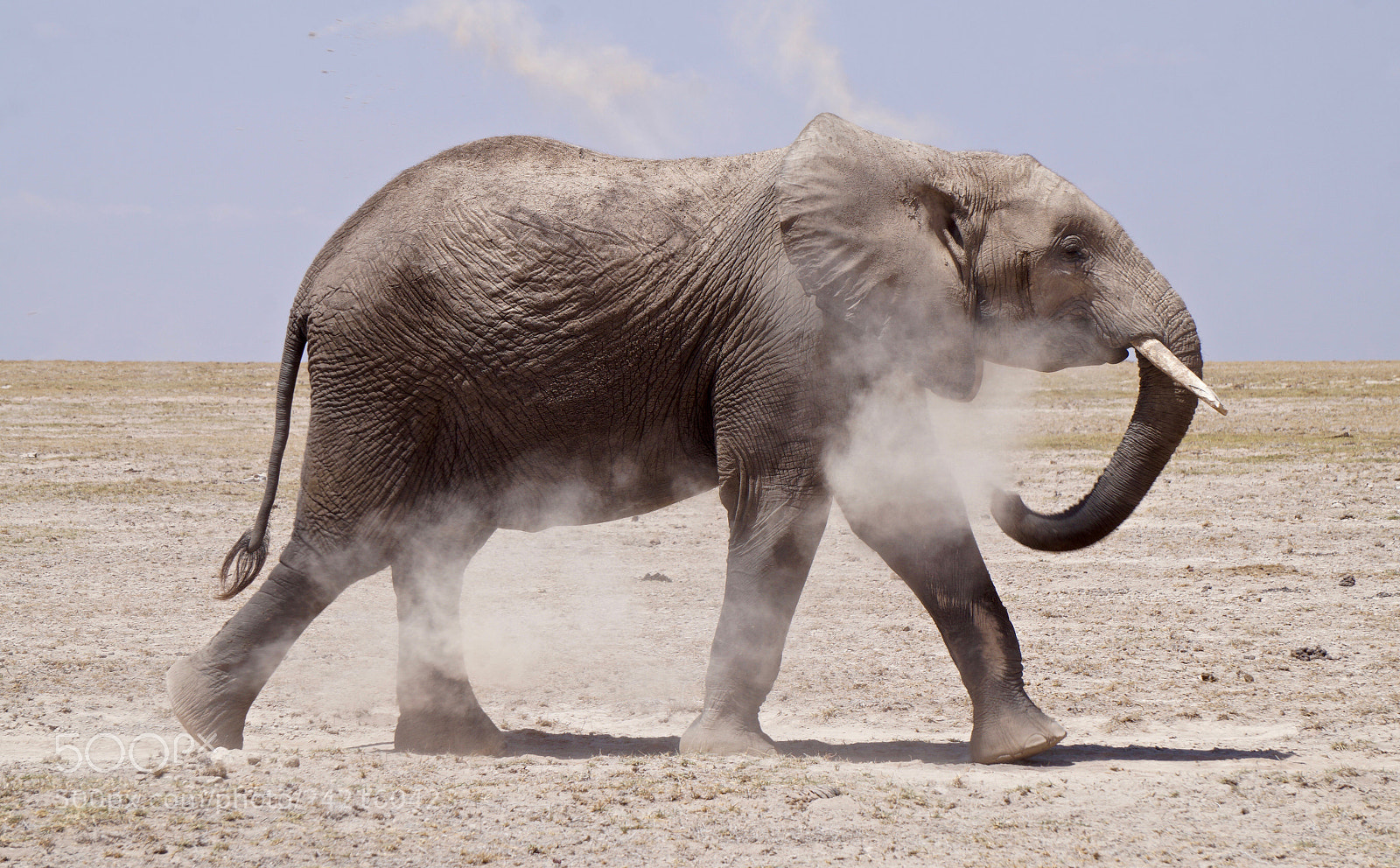 Sony Alpha a5000 (ILCE 5000) sample photo. Elephant at amboseli national photography