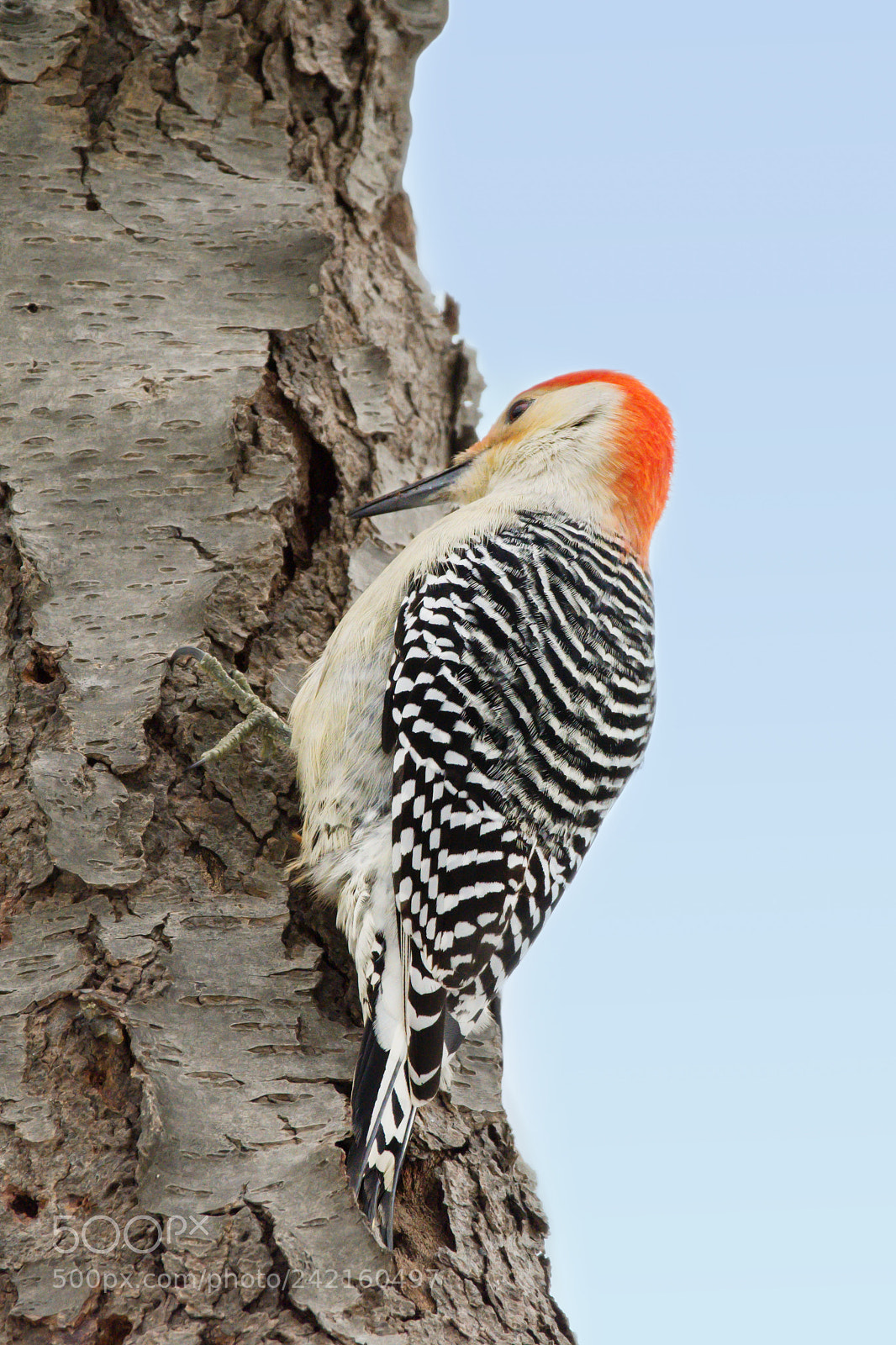 Nikon D7200 sample photo. Red-bellied woodpecker photography