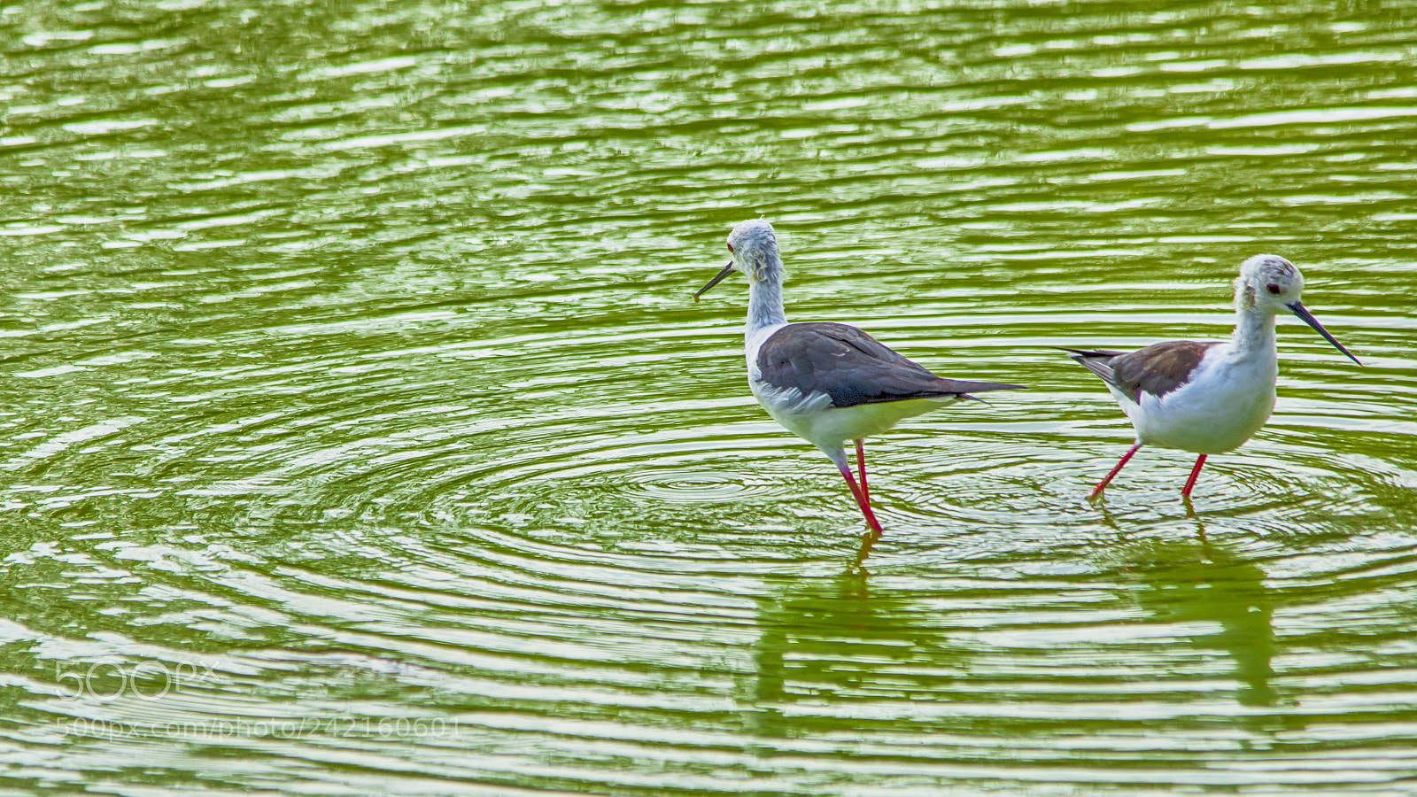 Nikon D7200 sample photo. Birds photography