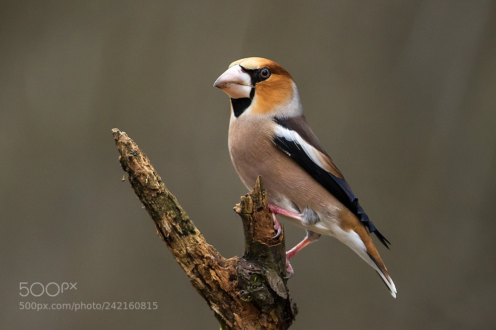 Canon EOS 7D Mark II sample photo. Hawfinch photography