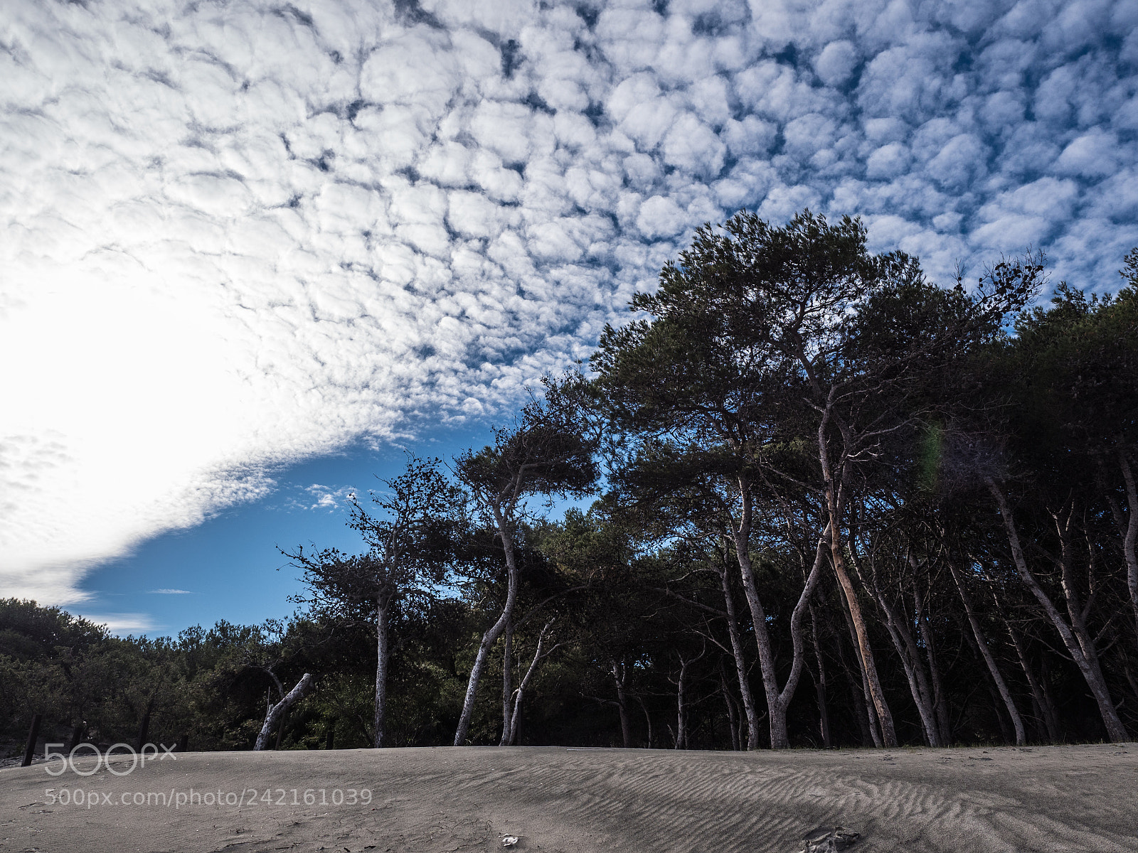 Olympus OM-D E-M5 II sample photo. Winter beach postcard photography