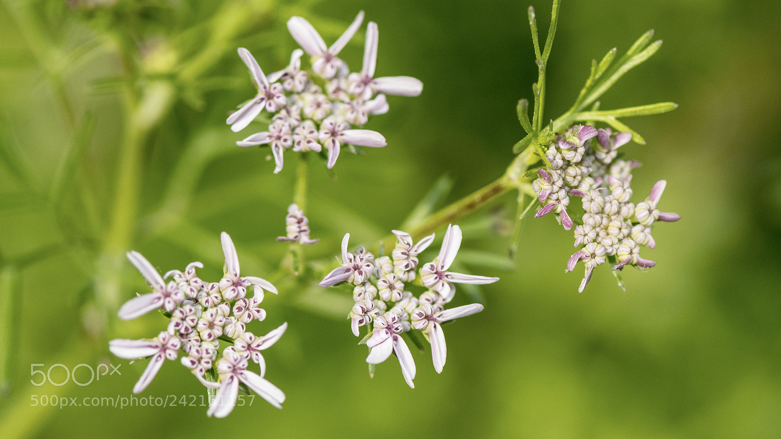 Nikon D500 sample photo. Flower photography