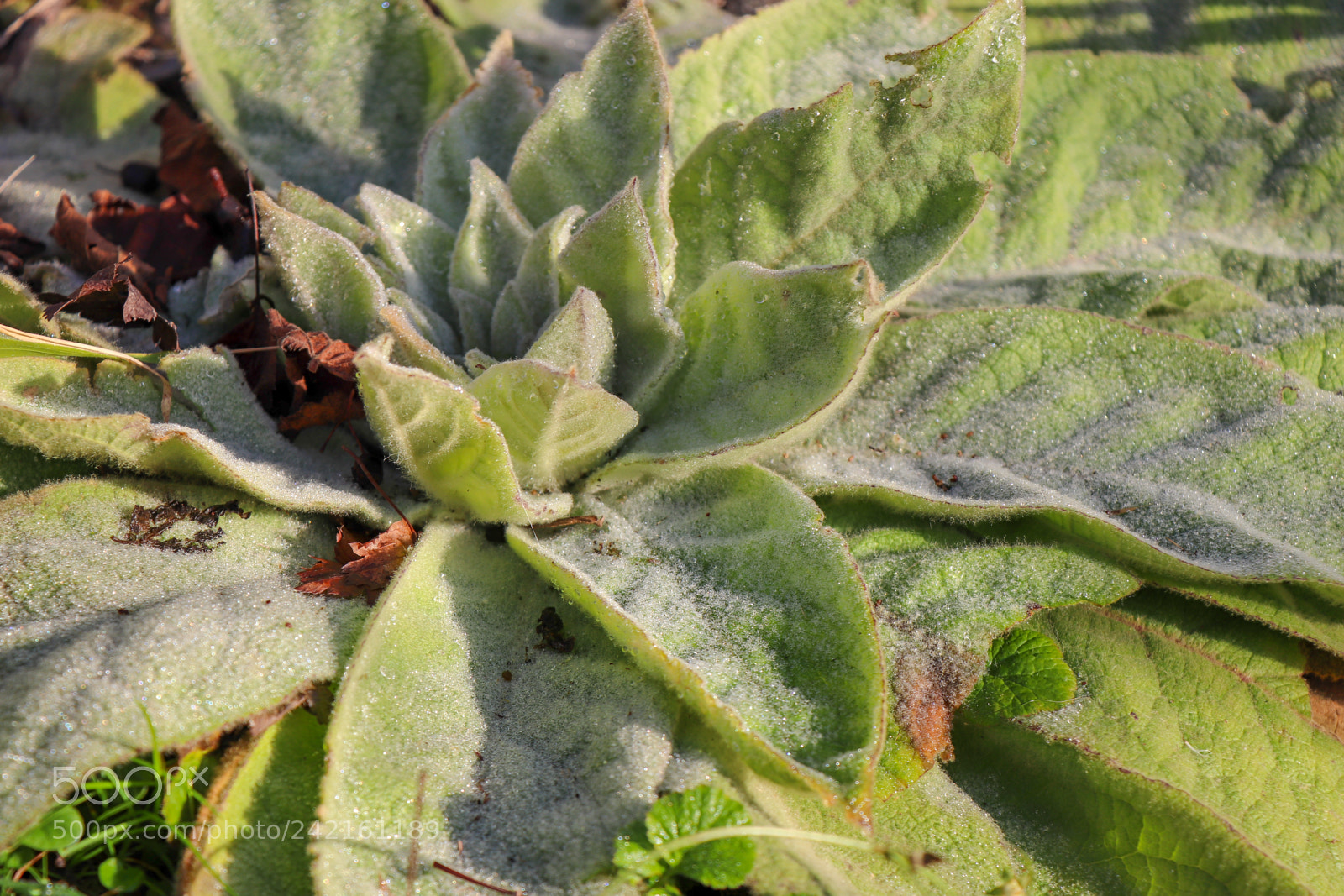 Canon EOS 77D (EOS 9000D / EOS 770D) sample photo. Dew on plant leaves photography