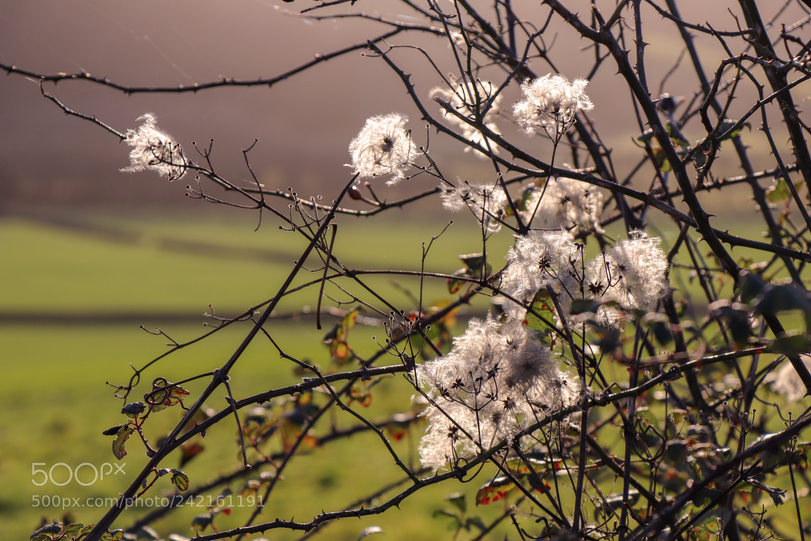 Canon EOS 77D (EOS 9000D / EOS 770D) sample photo. Old man's beard plant photography