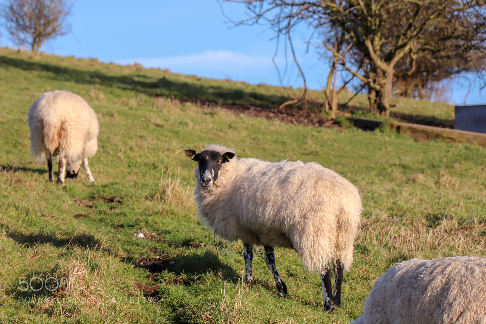 Canon EOS 77D (EOS 9000D / EOS 770D) sample photo. Sheep in field photography