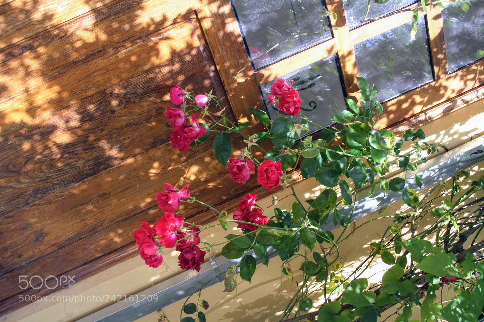 Canon EOS 1000D (EOS Digital Rebel XS / EOS Kiss F) sample photo. S o rosas, meu photography