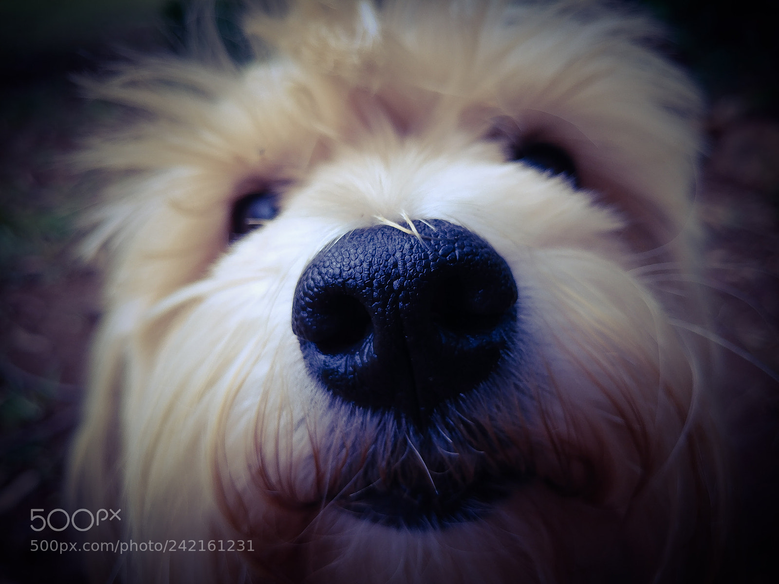 LG V20 sample photo. Doggo photography