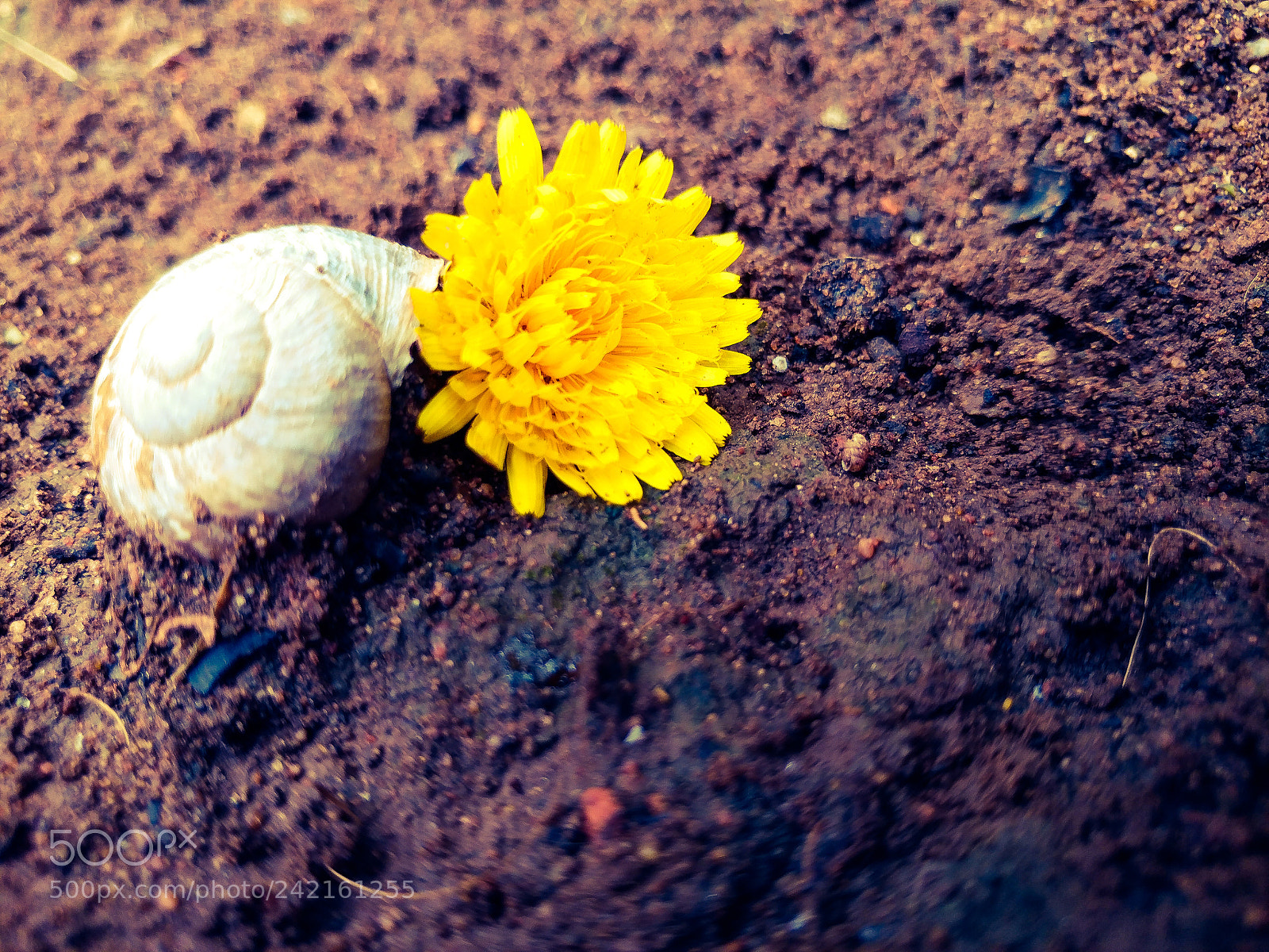 LG V20 sample photo. A snail's funeral photography