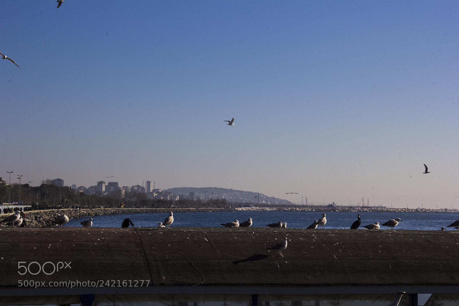 Canon EOS 60D sample photo. Flying rats photography