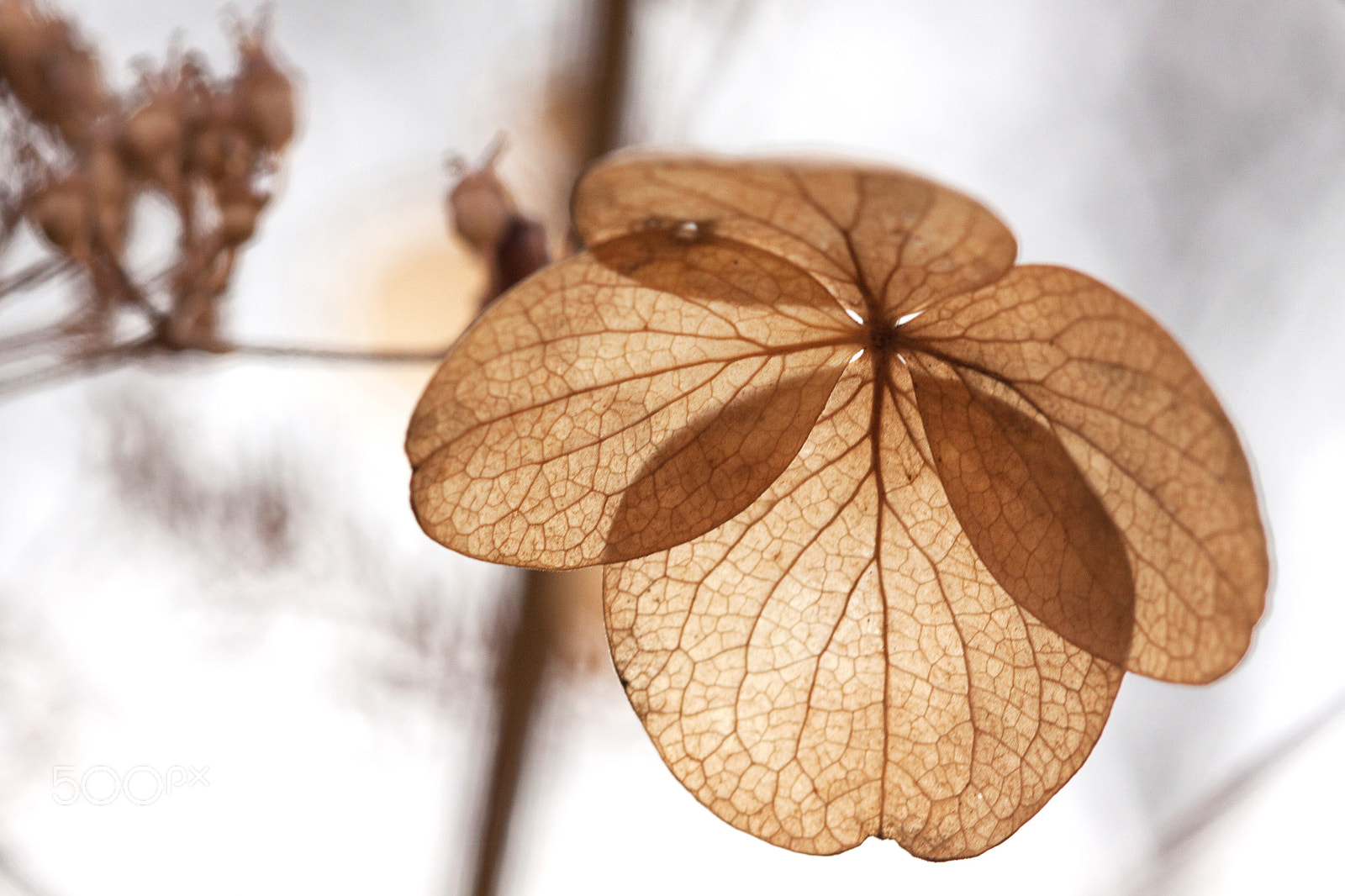 Canon EOS 50D sample photo. Fleur d'hiver (winter flower) photography