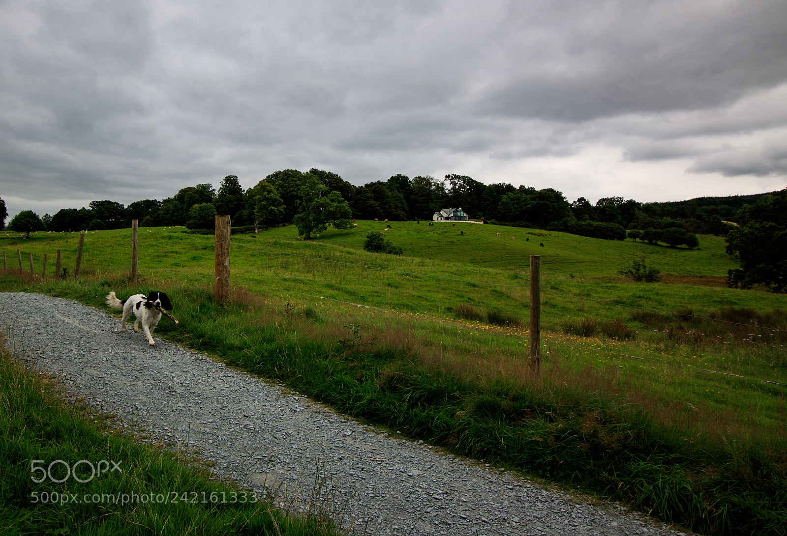 Canon EOS 760D (EOS Rebel T6s / EOS 8000D) sample photo. Dog carrying stick photography