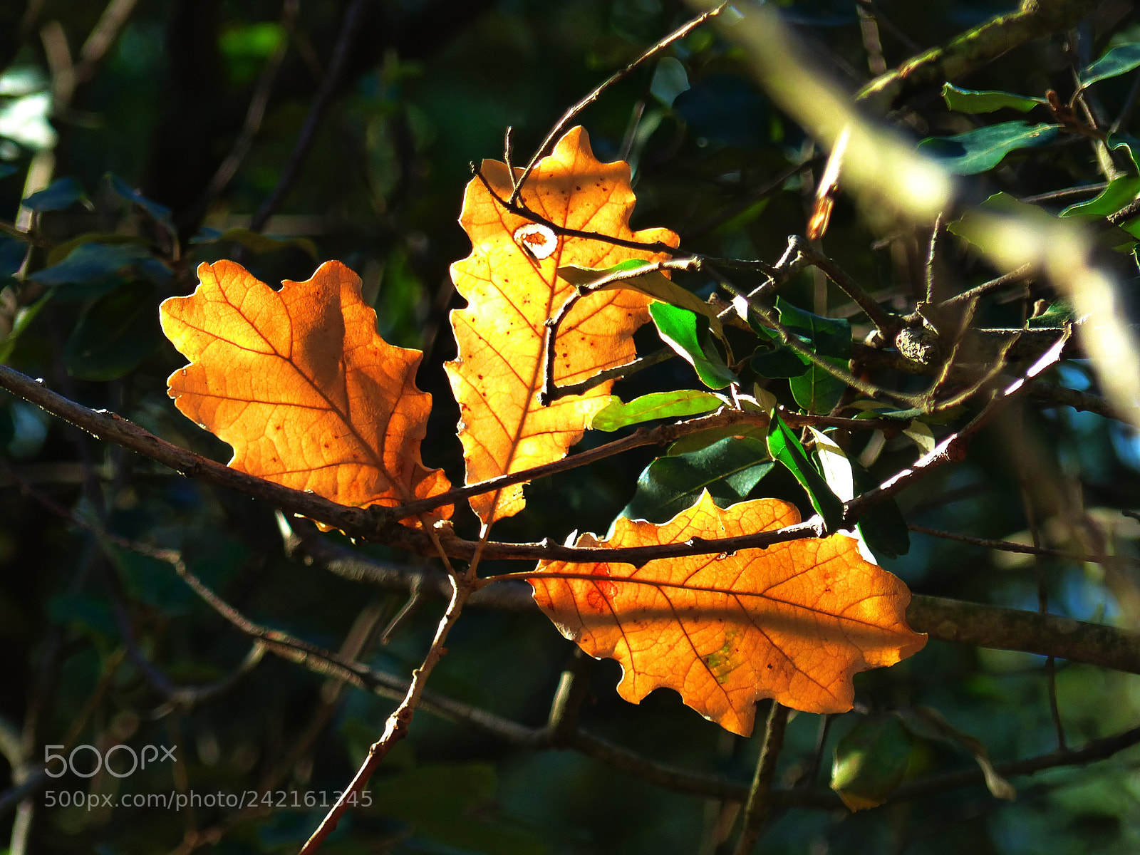 Panasonic Lumix DMC-FZ200 sample photo. Three fall leaves photography