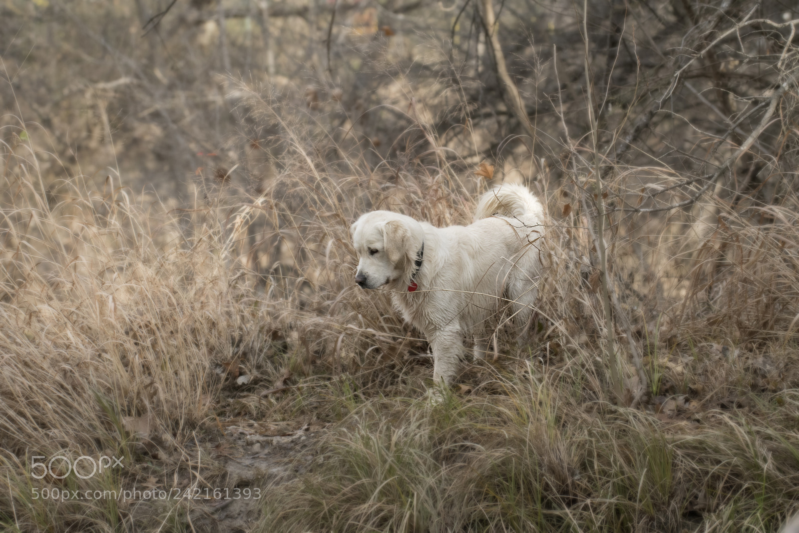 Nikon D500 sample photo. Winter's gold photography