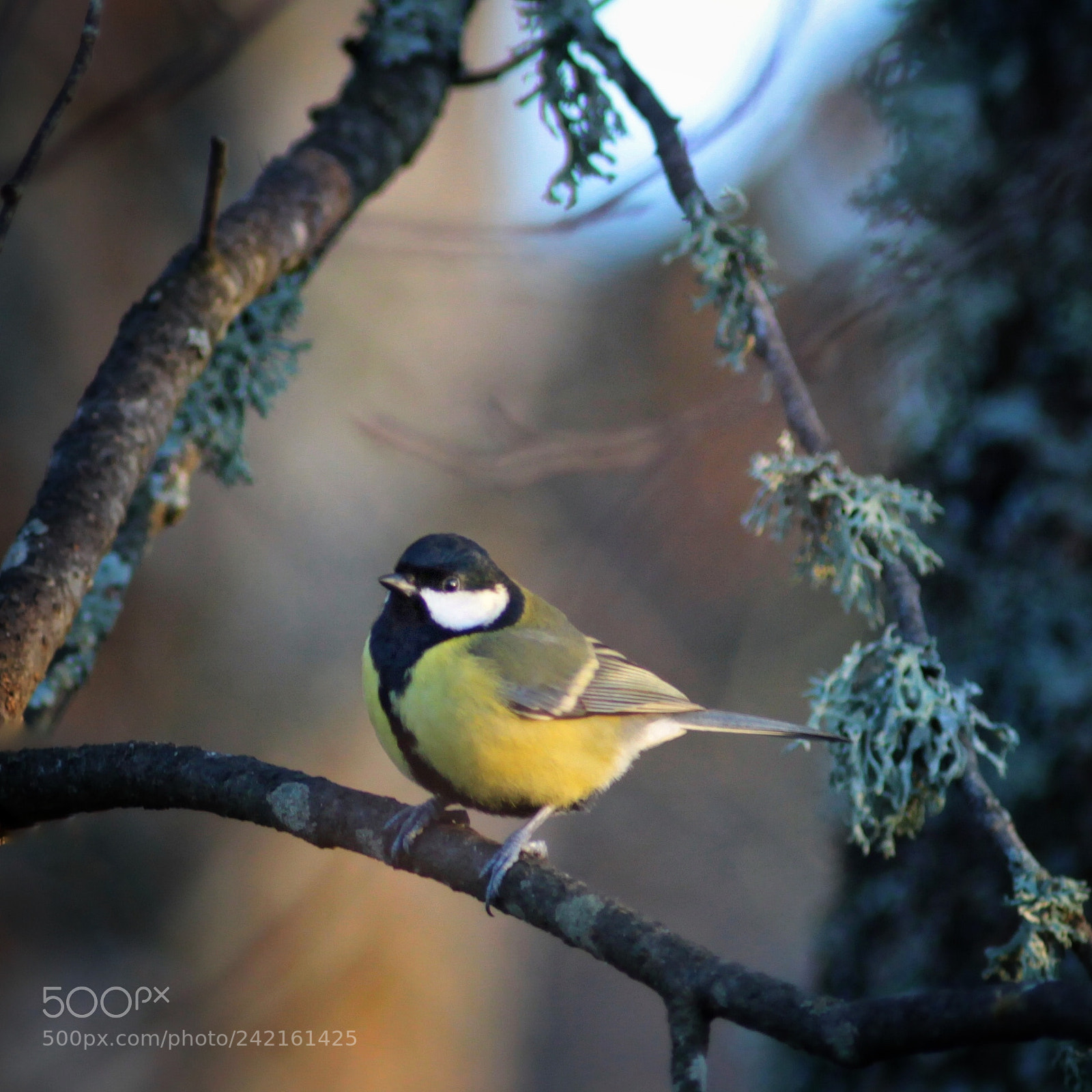Canon EOS 50D sample photo. Great tit photography