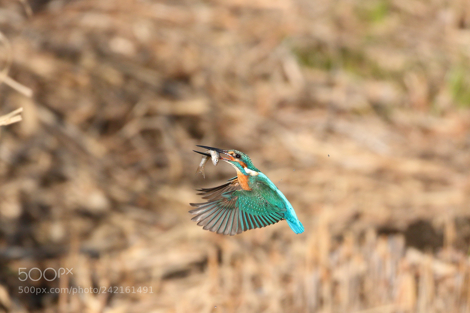 Canon EOS 7D Mark II sample photo. Kingfisher 6326 photography