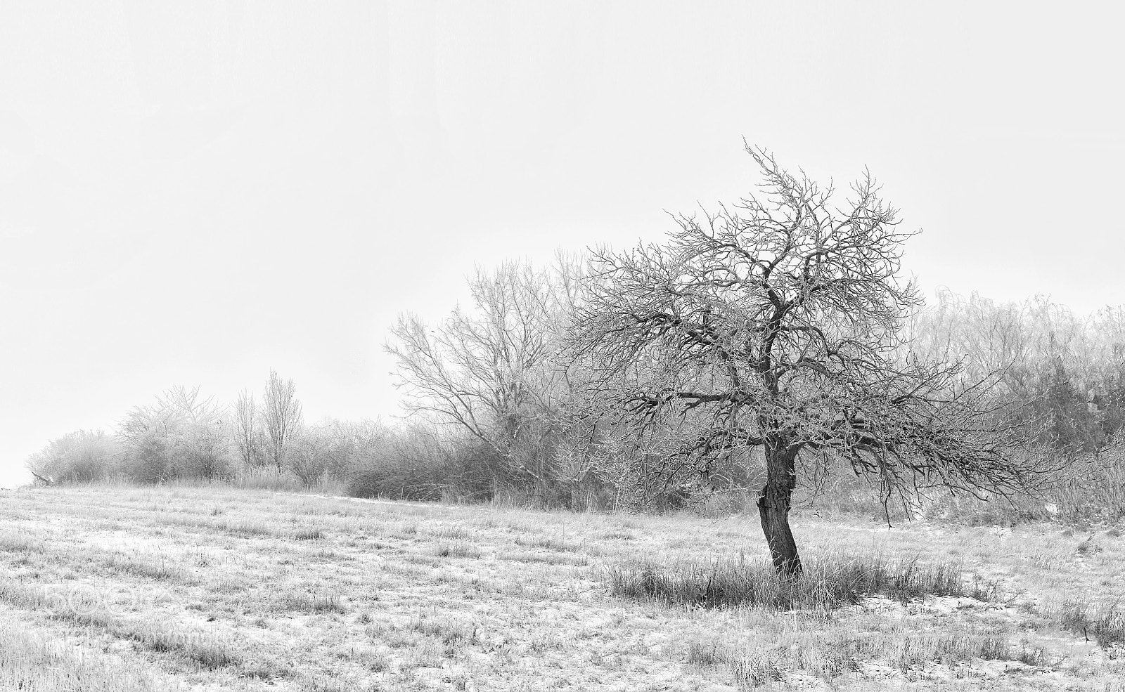 Nikon D7100 sample photo. Gnarled tree photography