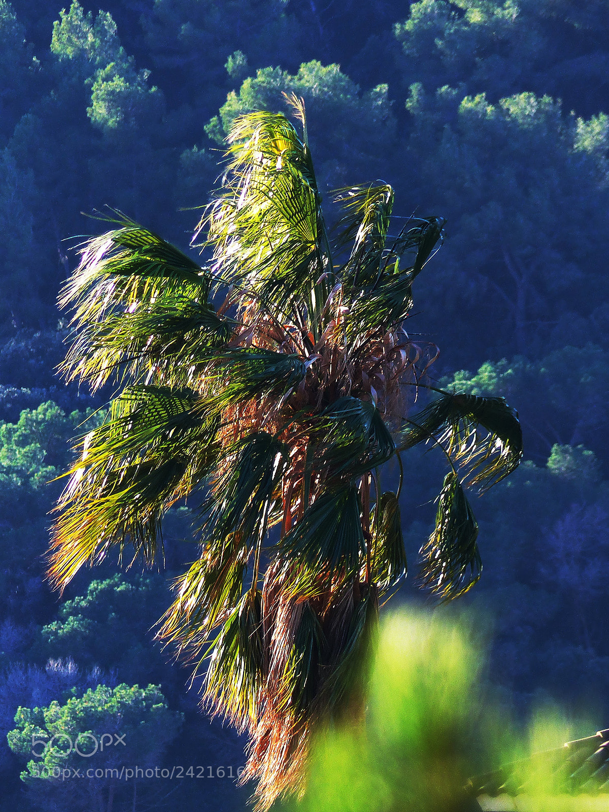 Panasonic Lumix DMC-FZ200 sample photo. Palm tree in a photography