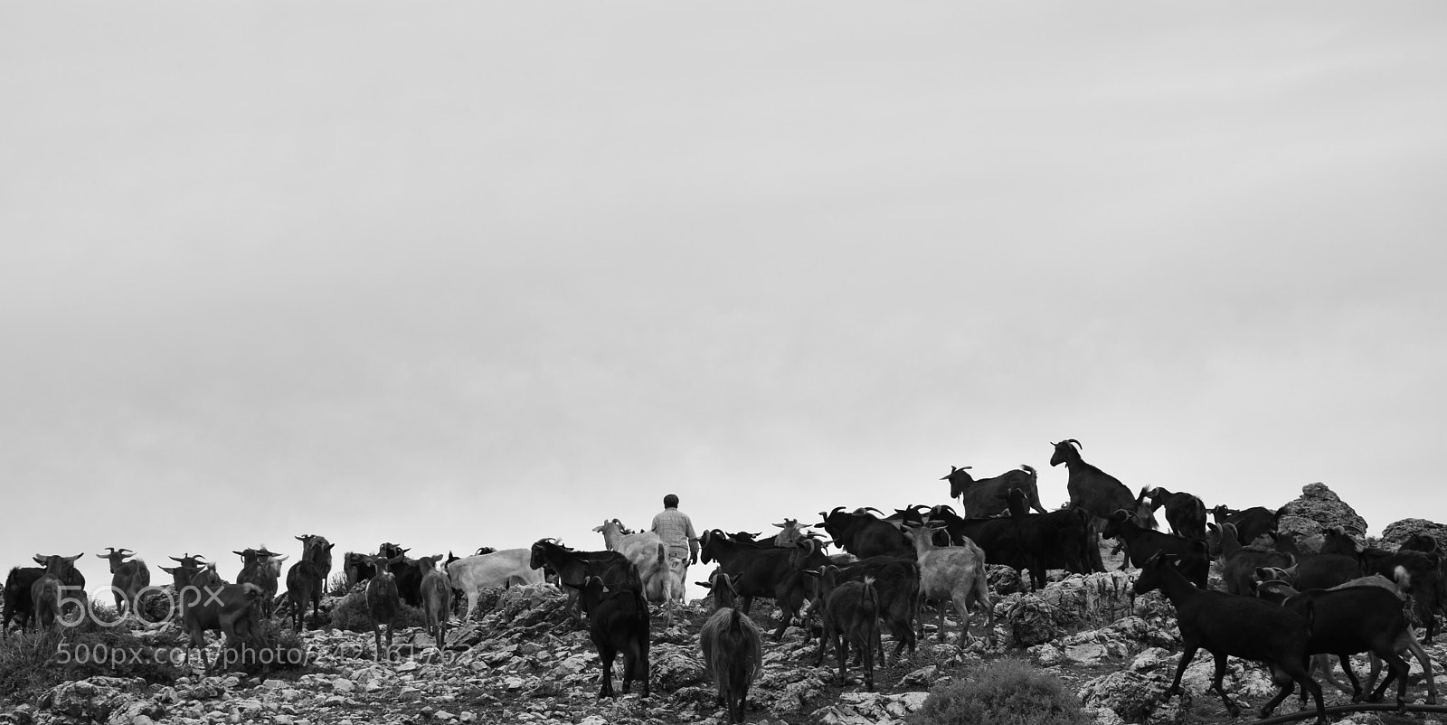 Nikon D5600 sample photo. Coats on the mountain photography