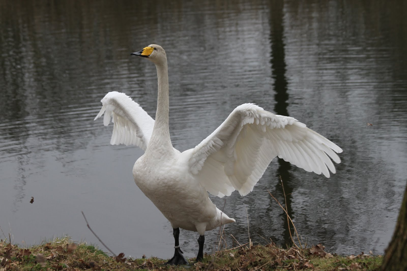 Canon EF 70-300mm F4-5.6 IS USM sample photo. Kleine zwaan photography
