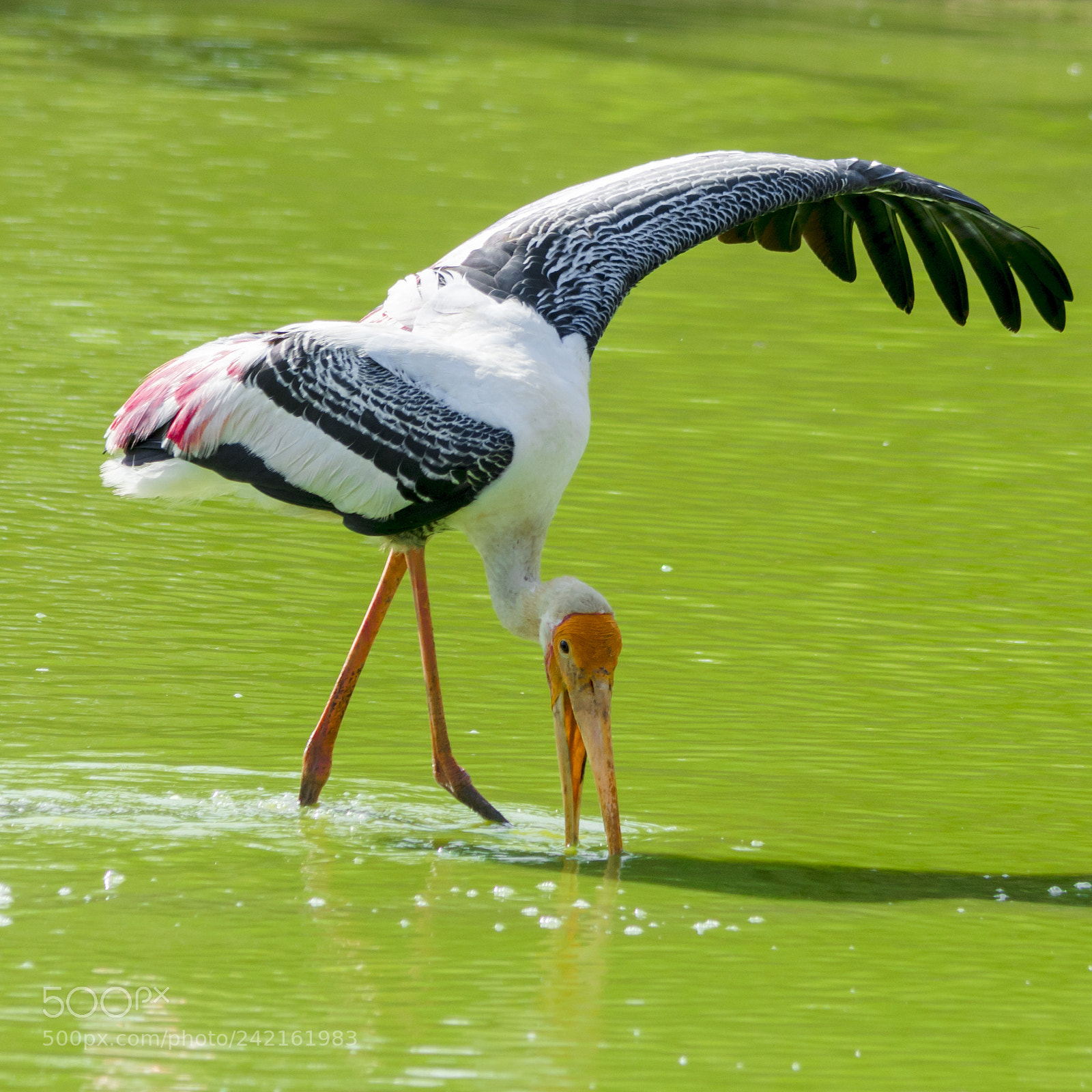Nikon D7200 sample photo. Bird photography