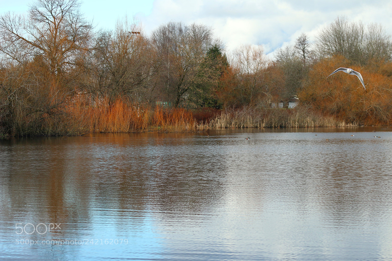 Canon EOS 70D sample photo. Trout lake, vancouver photography