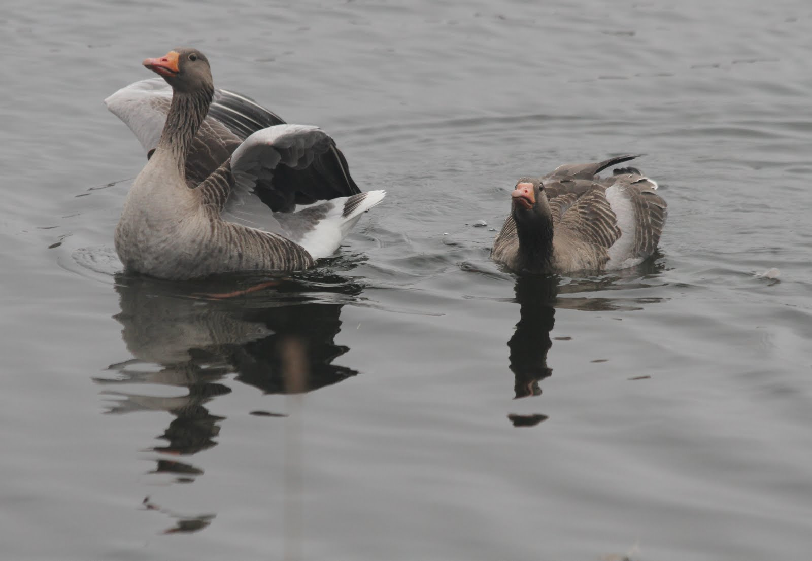Canon EF 70-300mm F4-5.6 IS USM sample photo. Baltsende grauwe ganzen photography