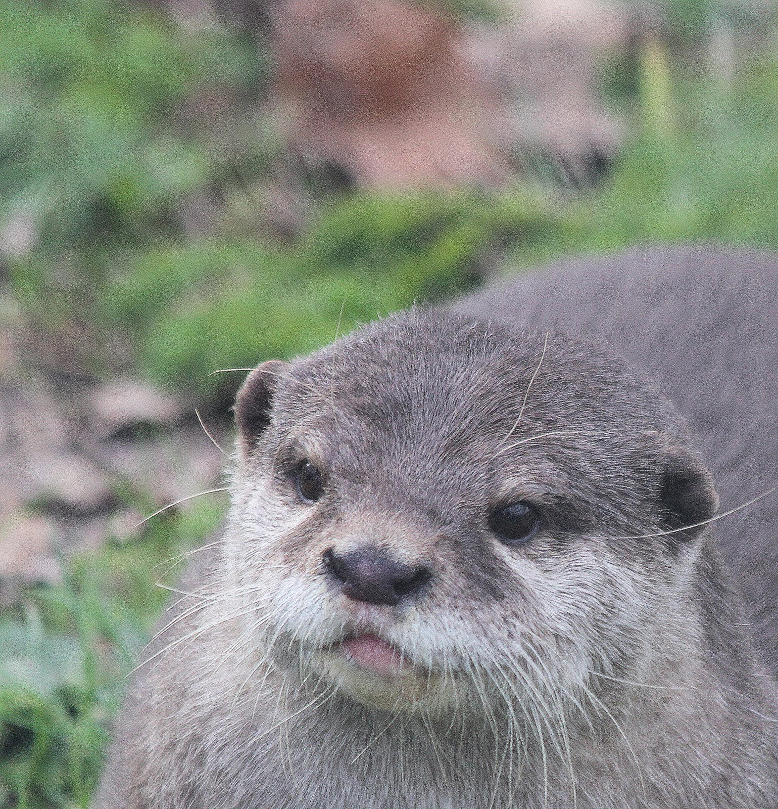 Canon EF 70-300mm F4-5.6 IS USM sample photo. Visotter photography