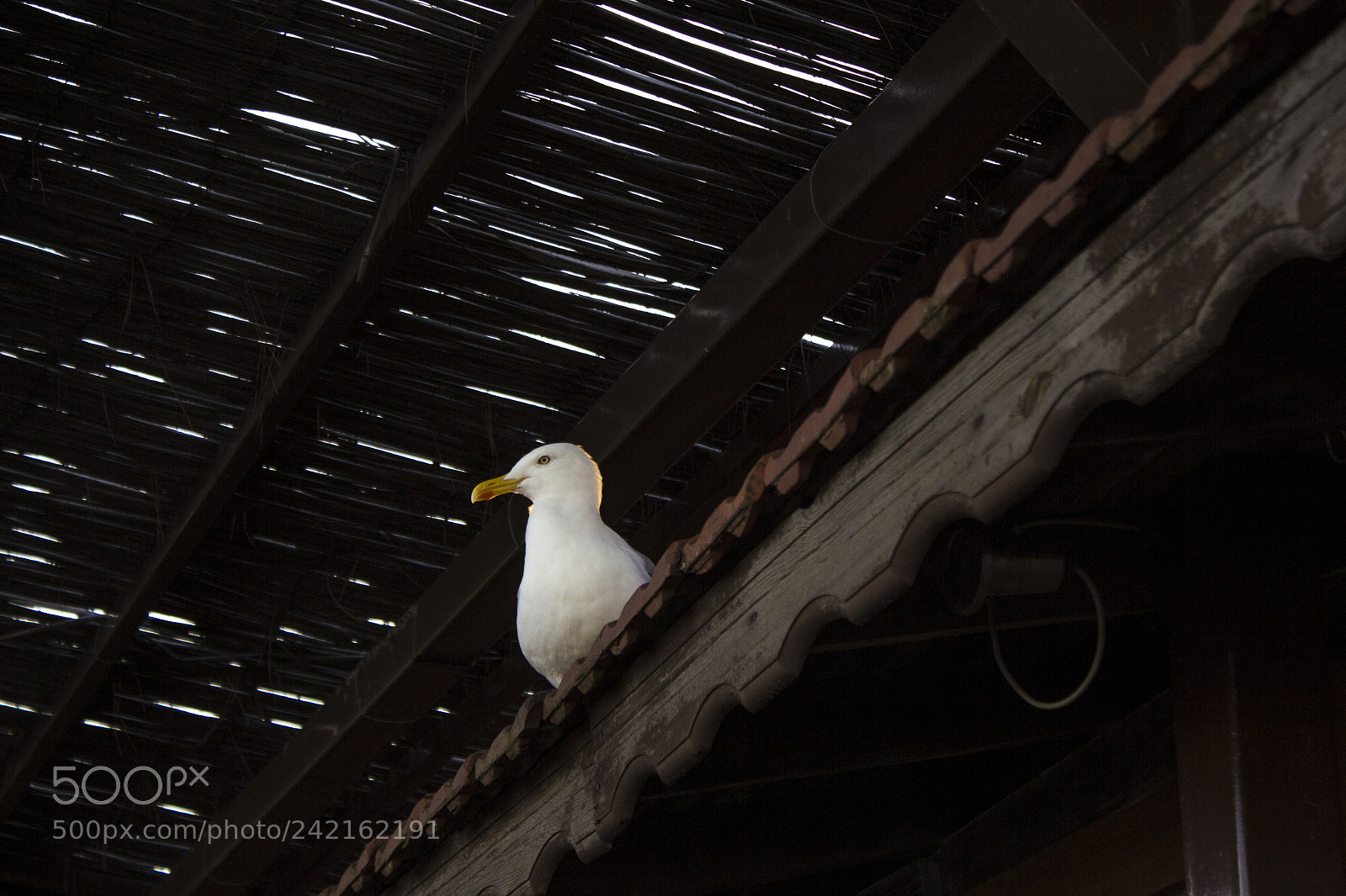Canon EOS 60D sample photo. Birdrait photography
