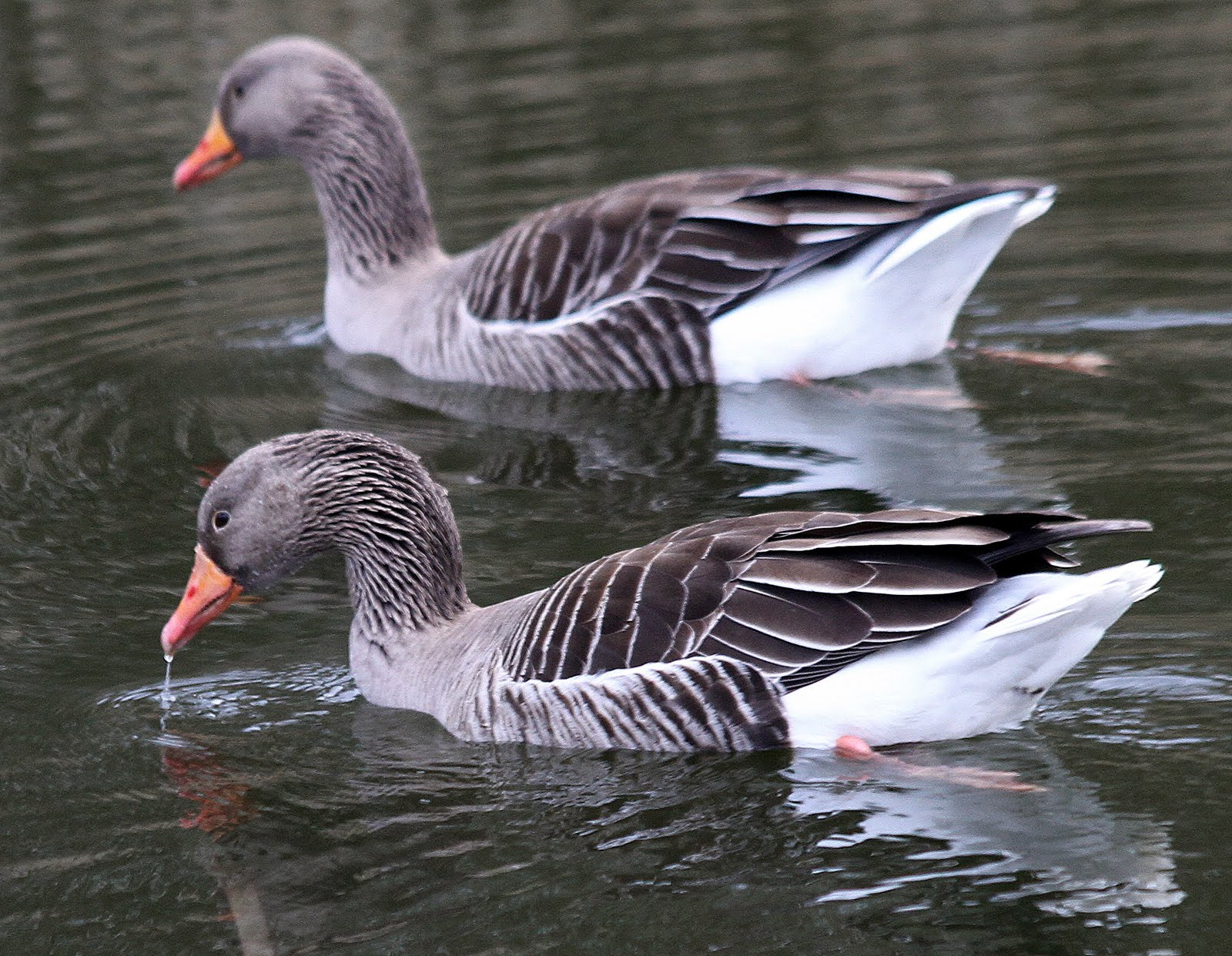 Canon EF 70-300mm F4-5.6 IS USM sample photo. Grauwe gans photography