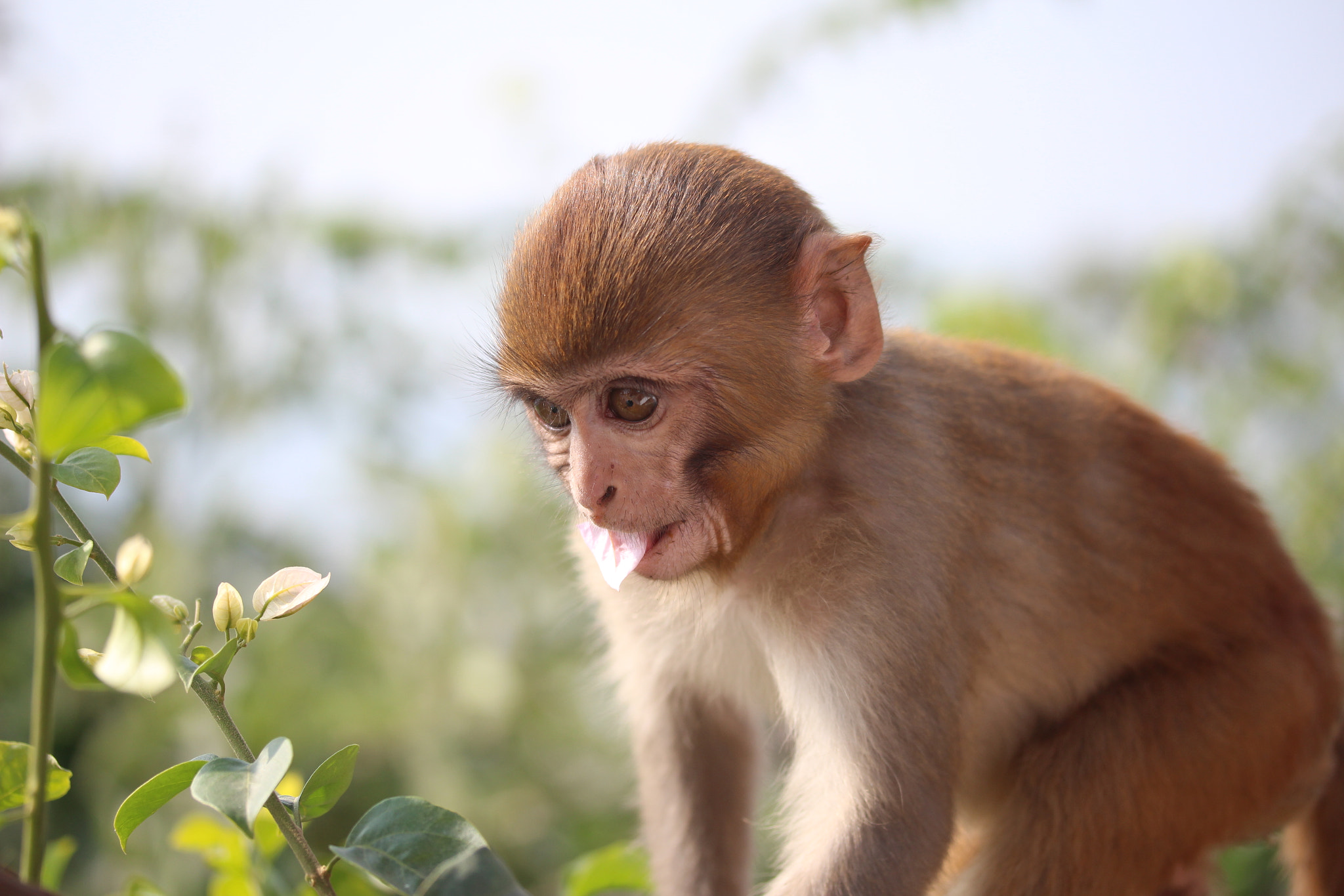 Canon EF-S 60mm F2.8 Macro USM sample photo. Flower eating monkey photography
