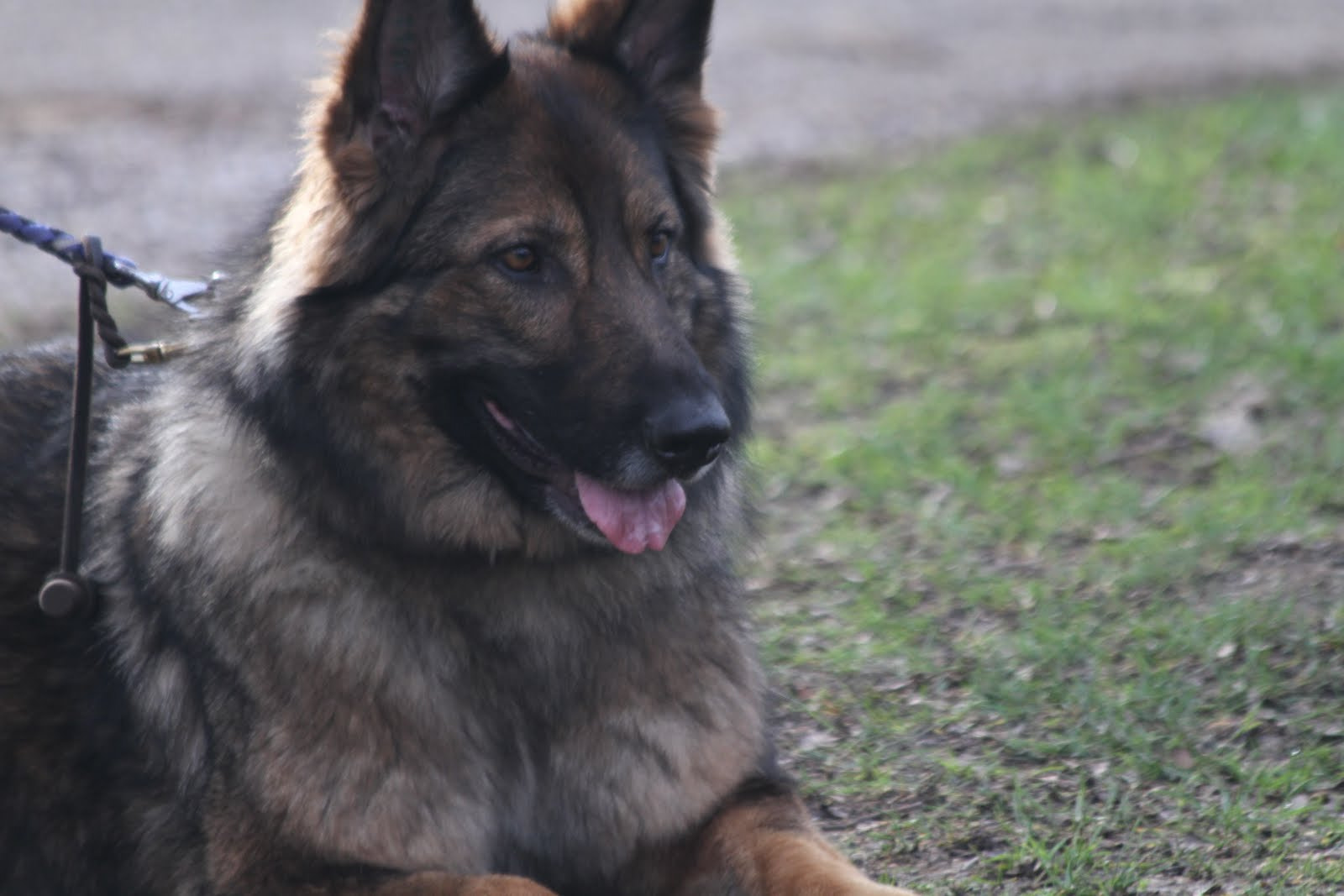 Canon EF 70-300mm F4-5.6 IS USM sample photo. Duitse herder photography