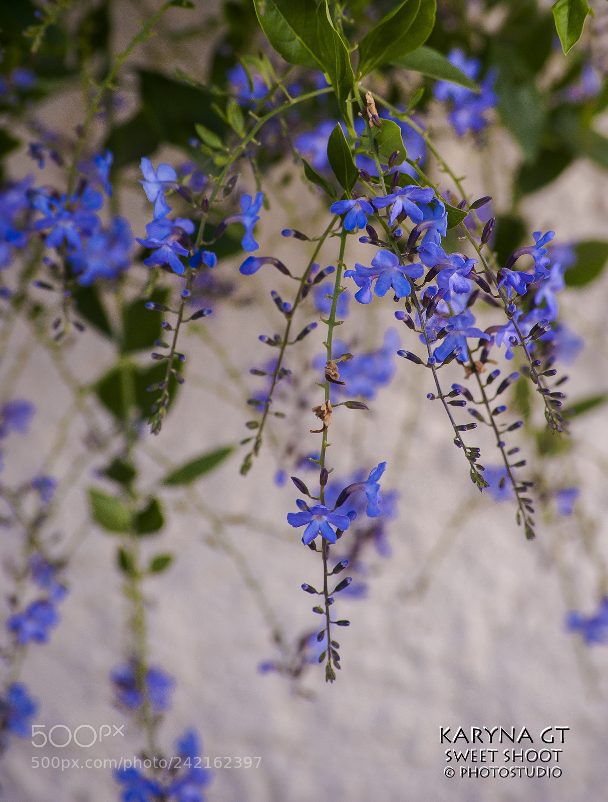 Nikon D700 sample photo. Dh photography