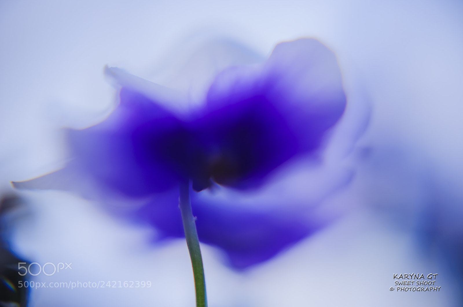 Nikon D700 sample photo. F photography