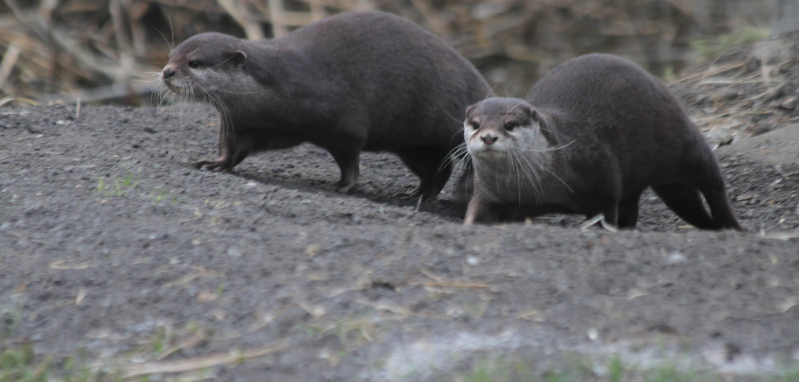Canon EF 70-300mm F4-5.6 IS USM sample photo. Visotters photography