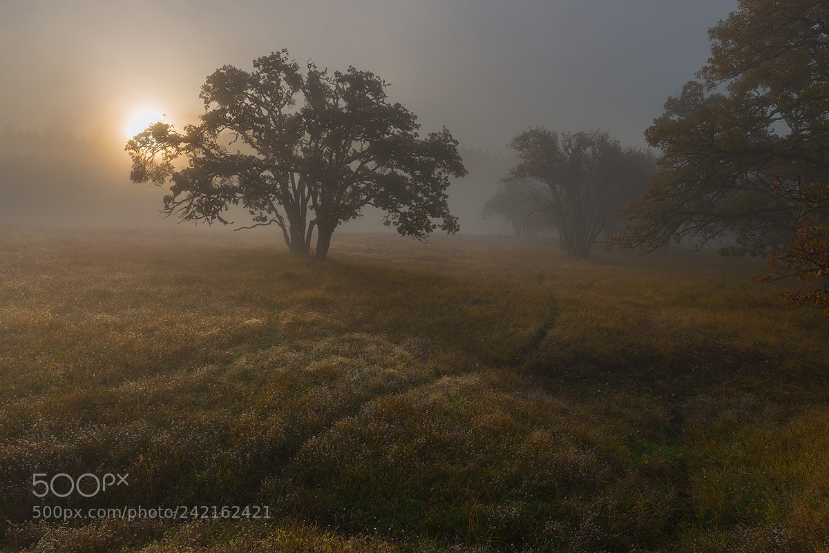 Nikon D800E sample photo. Autumn glow photography