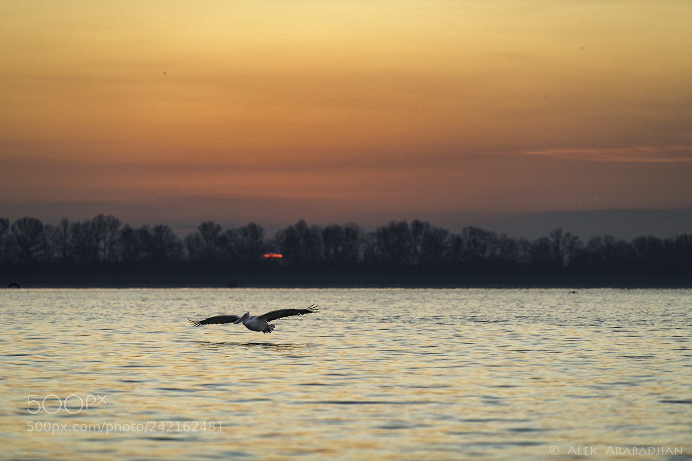 Nikon D850 sample photo. Good morning, kerkini! photography