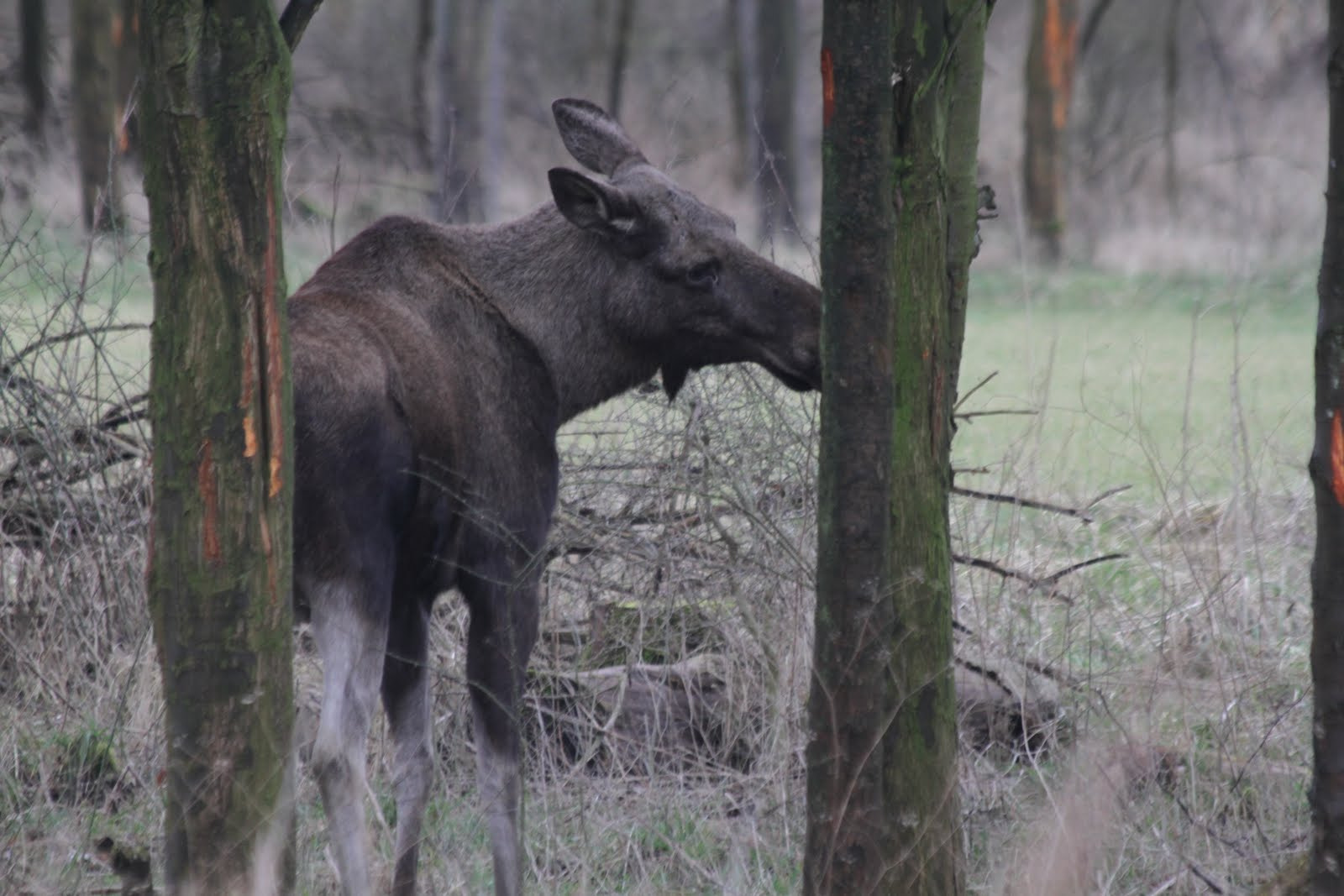 Canon EF 70-300mm F4-5.6 IS USM sample photo. Moose photography