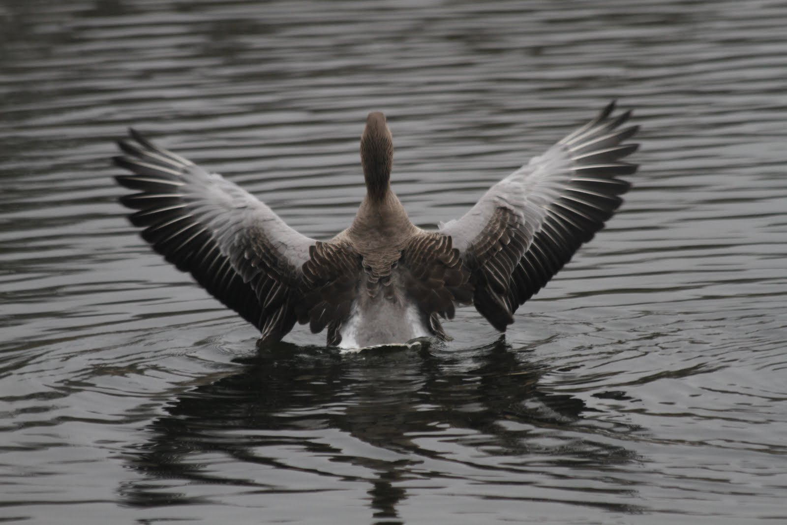 Canon EF 70-300mm F4-5.6 IS USM sample photo. Baltsende grauwe gans photography