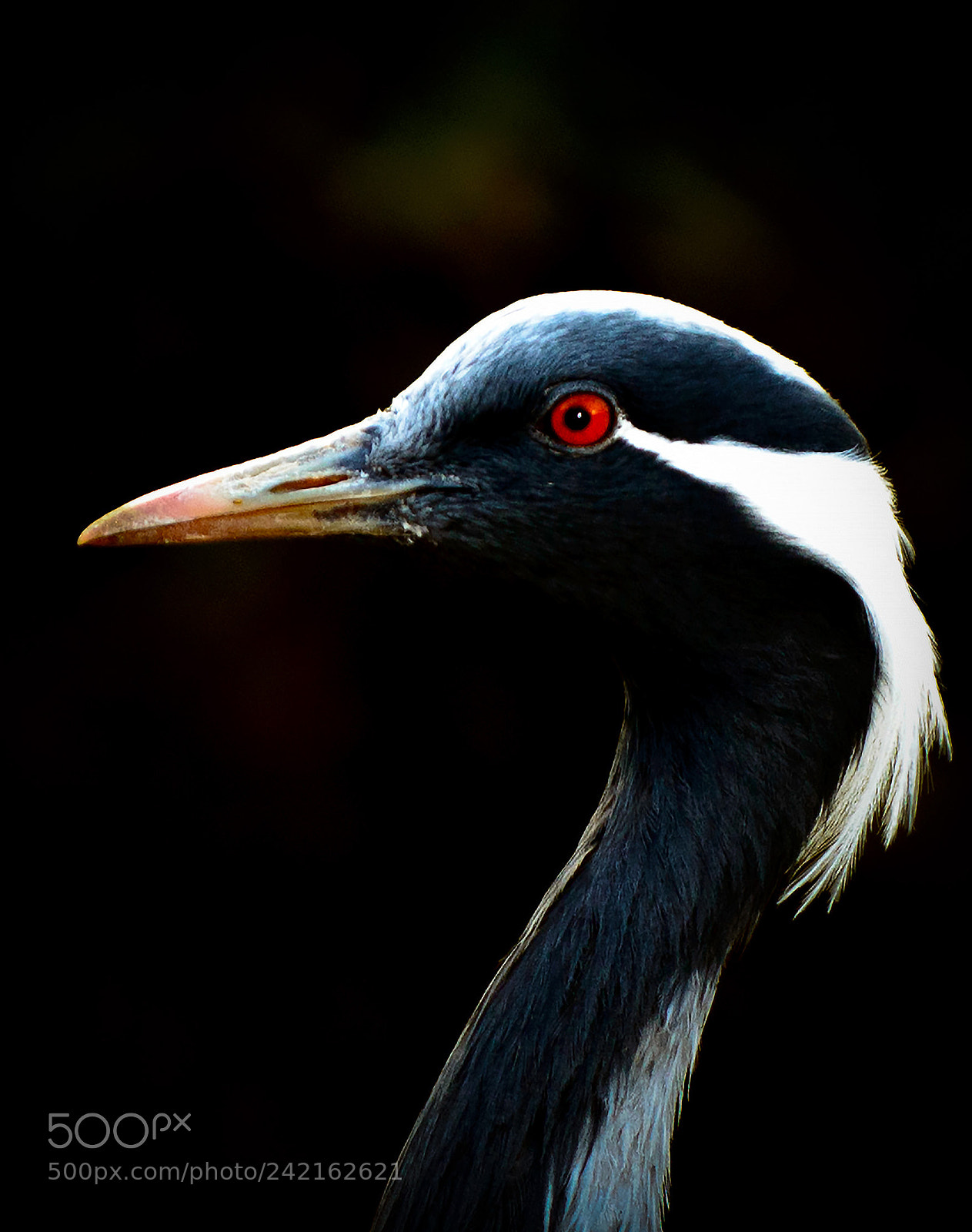 Nikon D800 sample photo. Demoiselle crane photography