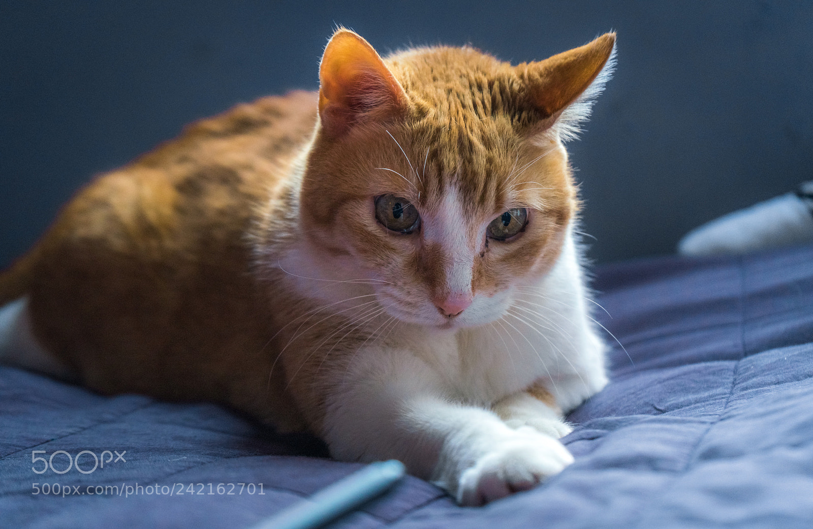 Sony a7 sample photo. Winnie ! photography