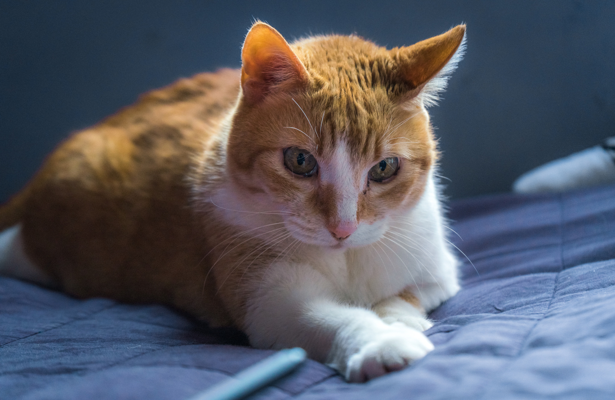 v2?sig=c8b608b72fc0b8722eb868a59d617562b455364ed3ad88c33ec19e91c386249c