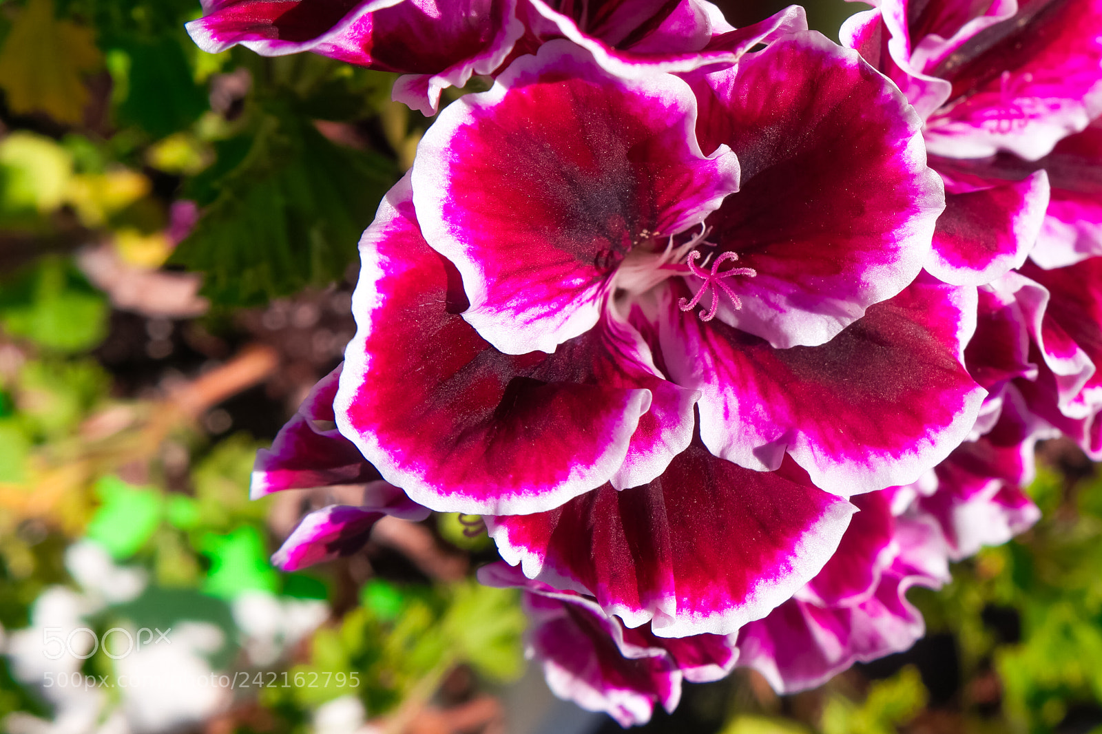 Samsung NX500 sample photo. Louisa photography