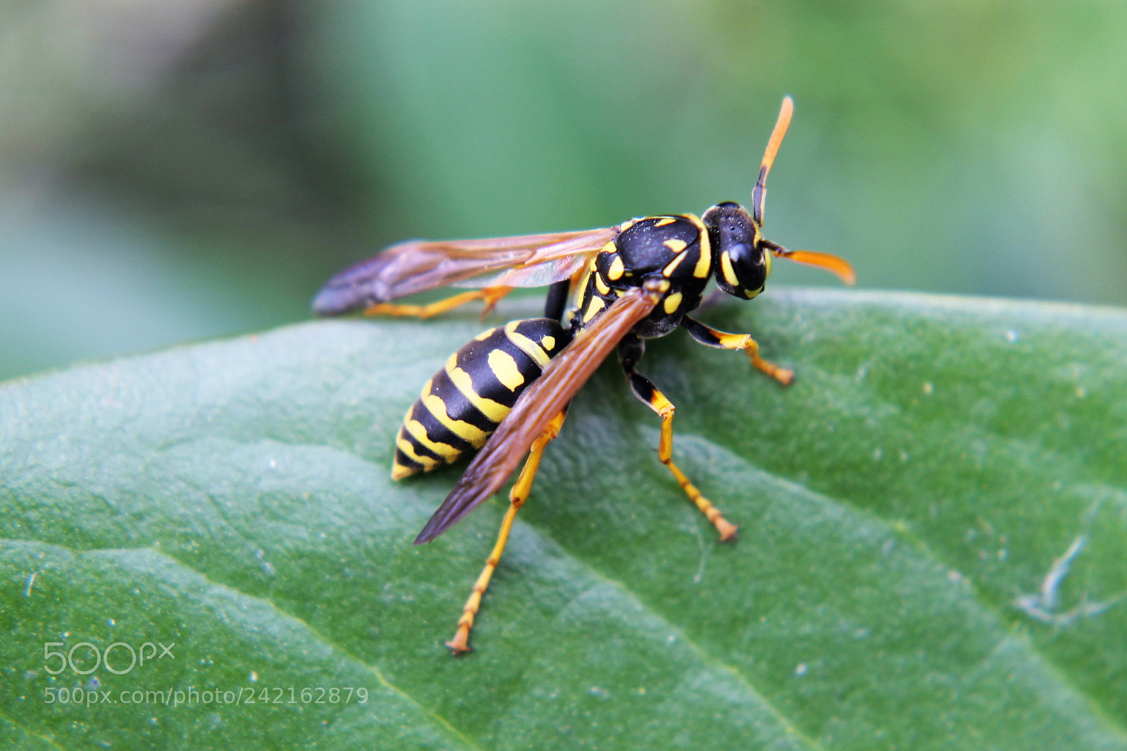 Canon EOS 1100D (EOS Rebel T3 / EOS Kiss X50) sample photo. Wasps photography