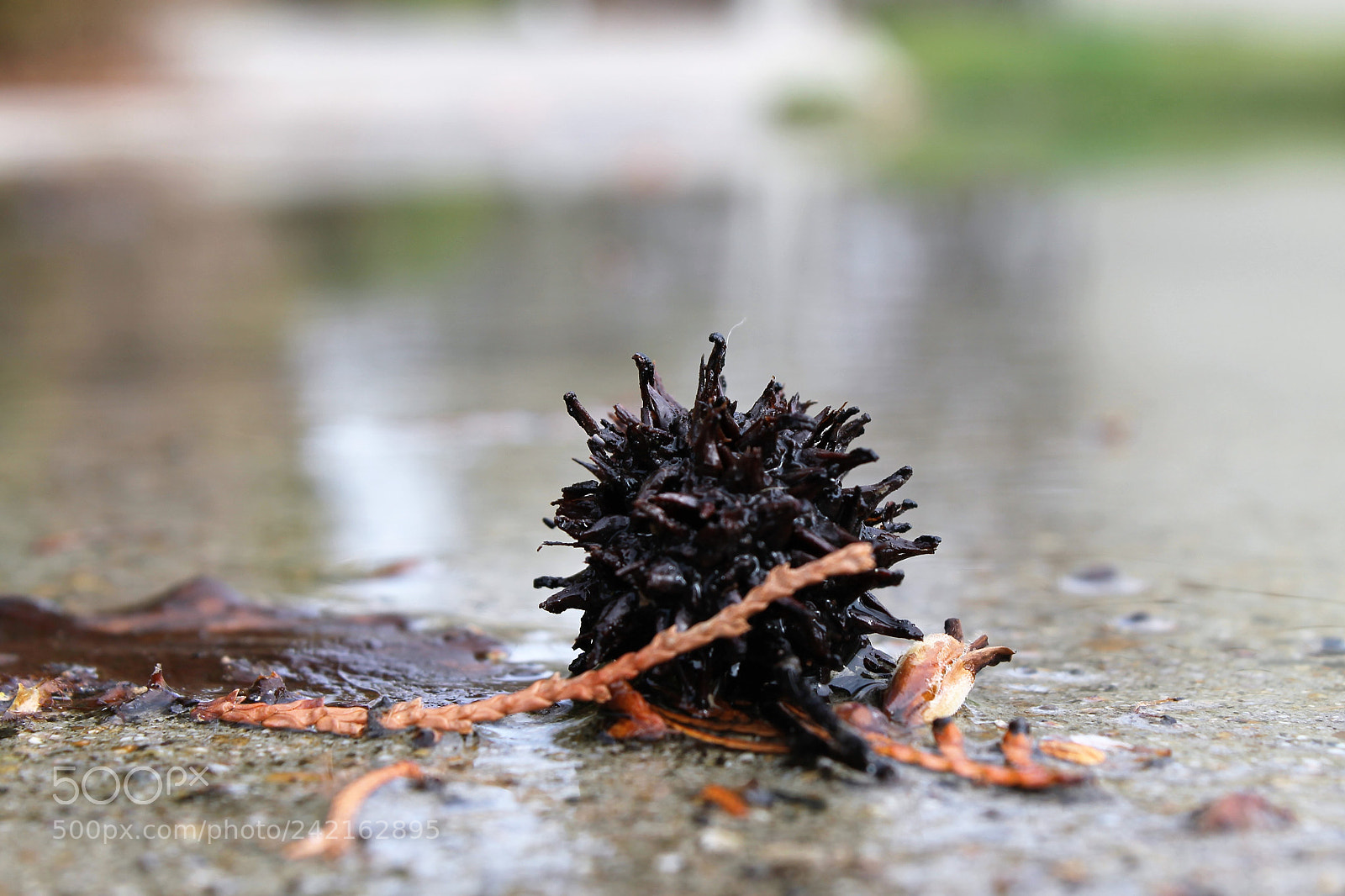 Canon EOS 1100D (EOS Rebel T3 / EOS Kiss X50) sample photo. Rainy days photography