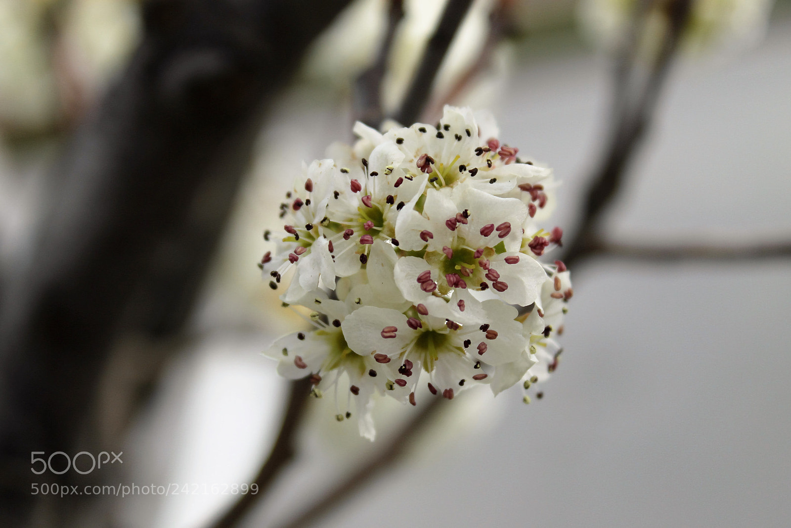 Canon EOS 1100D (EOS Rebel T3 / EOS Kiss X50) sample photo. Blossom photography