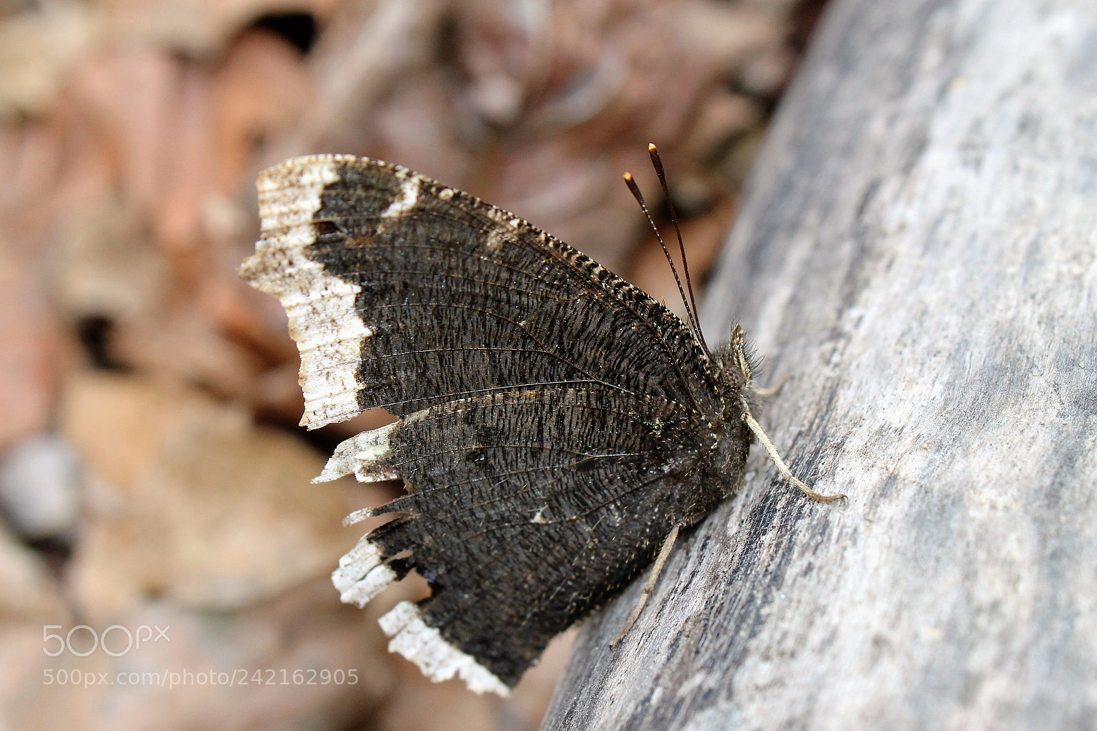 Canon EOS 1100D (EOS Rebel T3 / EOS Kiss X50) sample photo. Butterfly photography