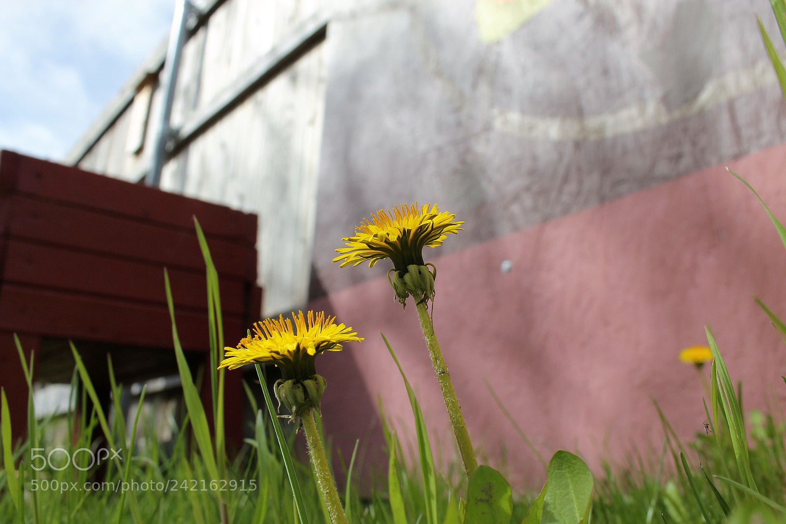 Canon EOS 1100D (EOS Rebel T3 / EOS Kiss X50) sample photo. Summer photography
