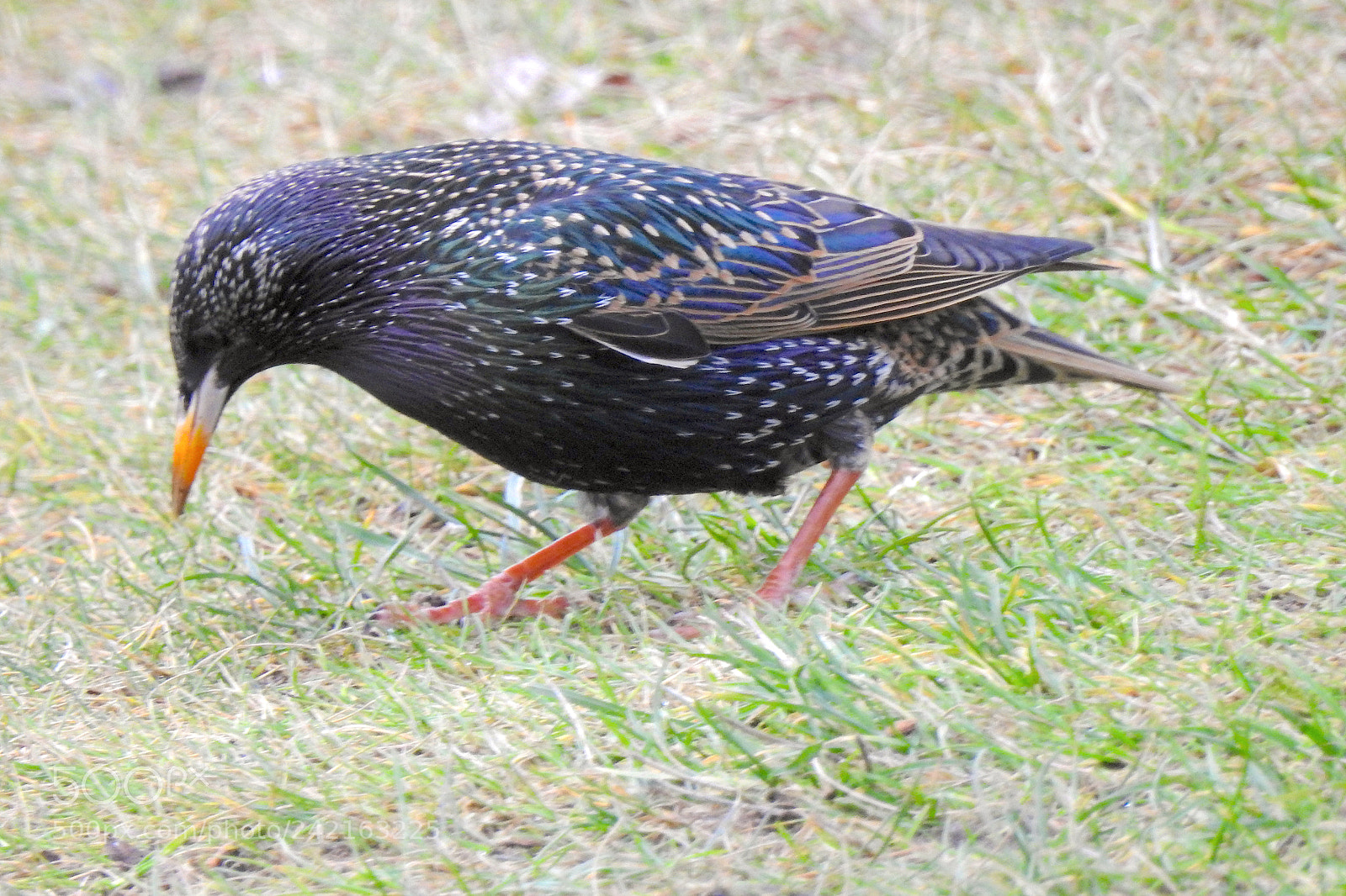 Nikon Coolpix P900 sample photo. Starling photography